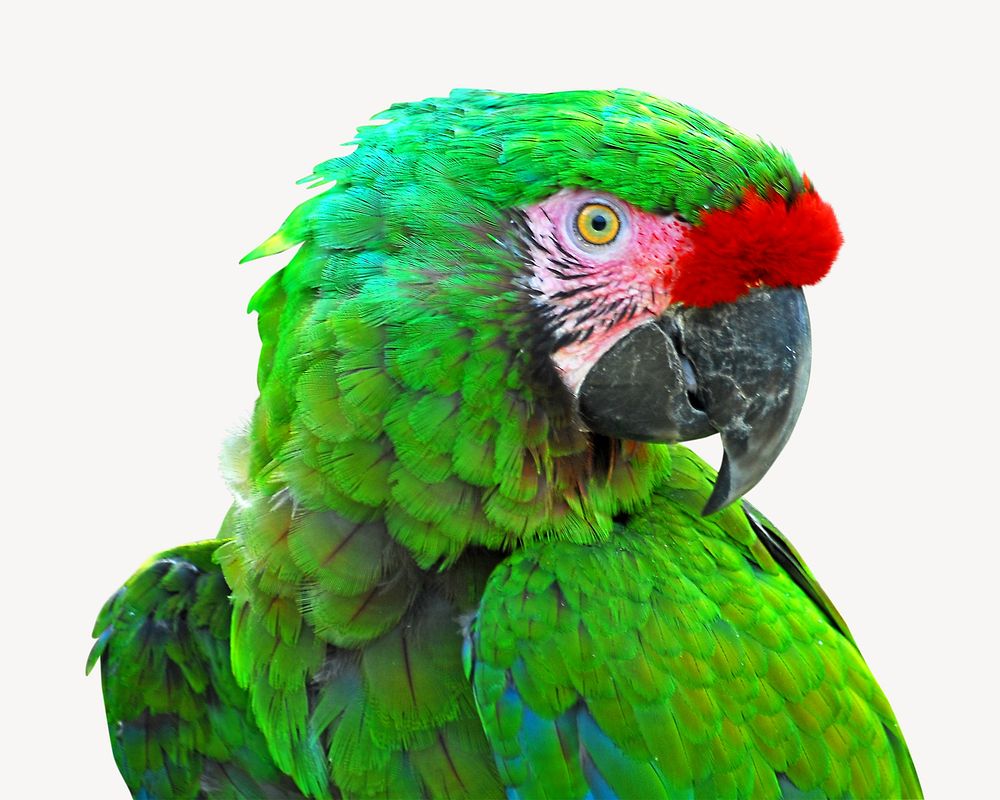 Military Macaw Image. Free Photo