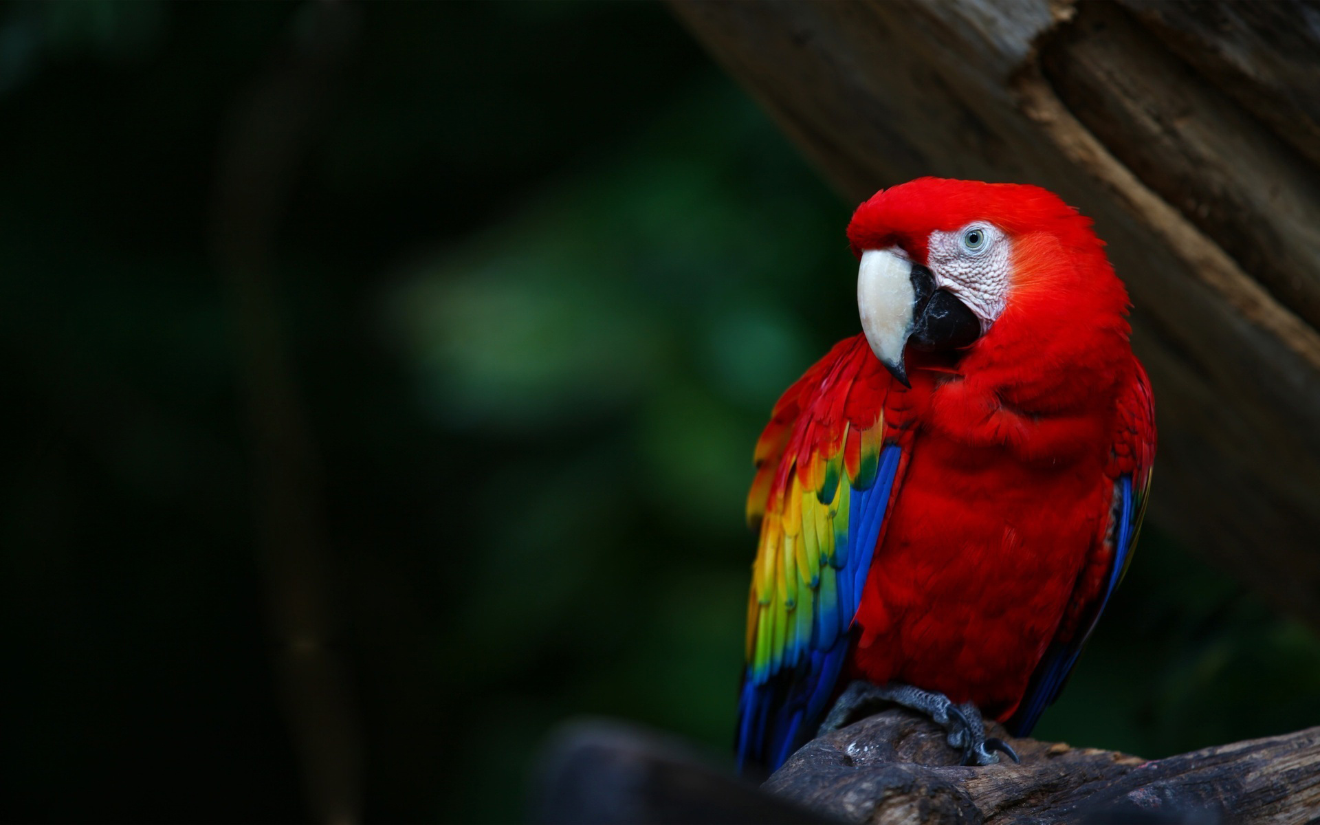 Download Scarlet Macaw wallpaper