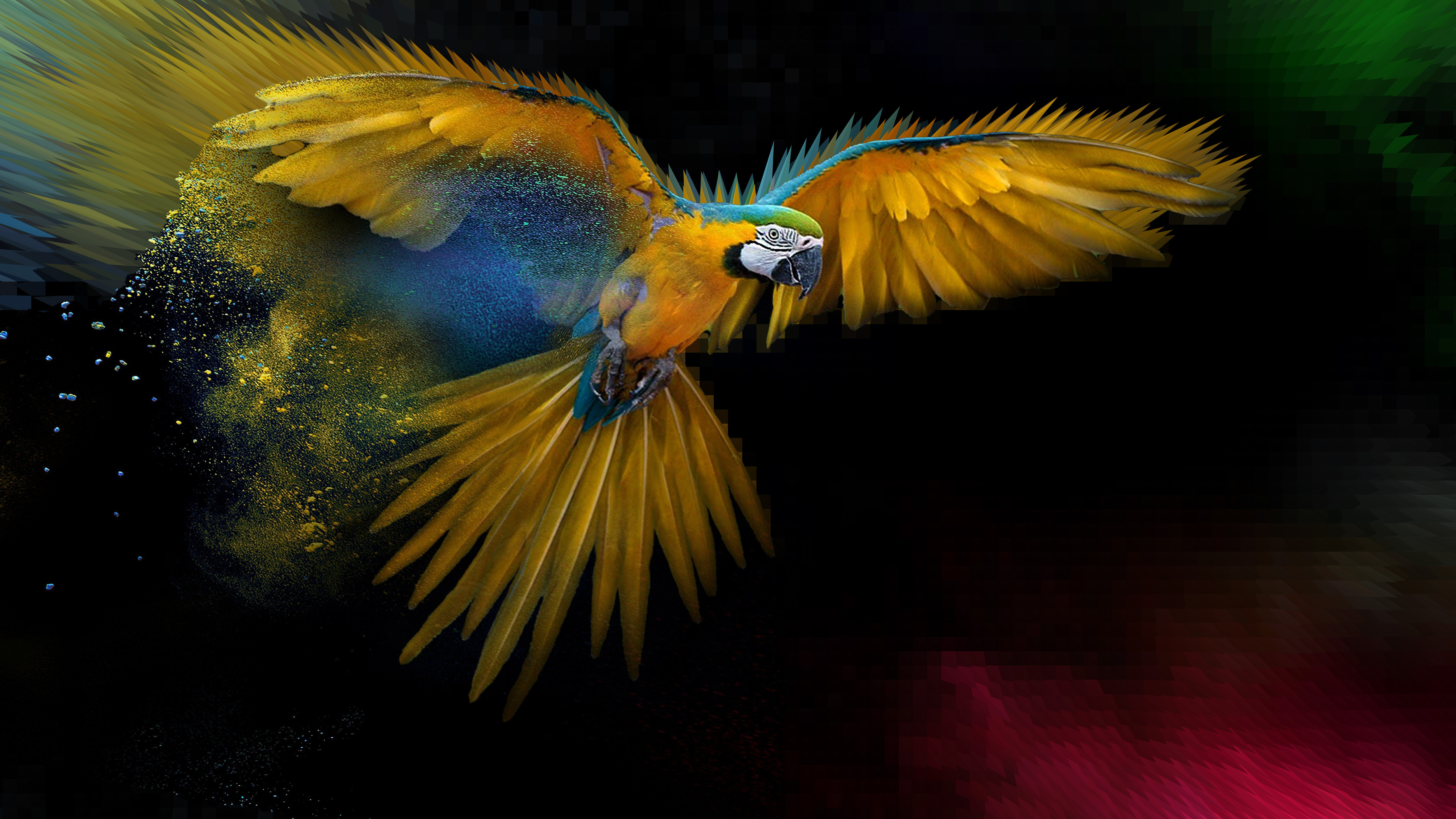 Military Macaw Wallpaper 5120x2880