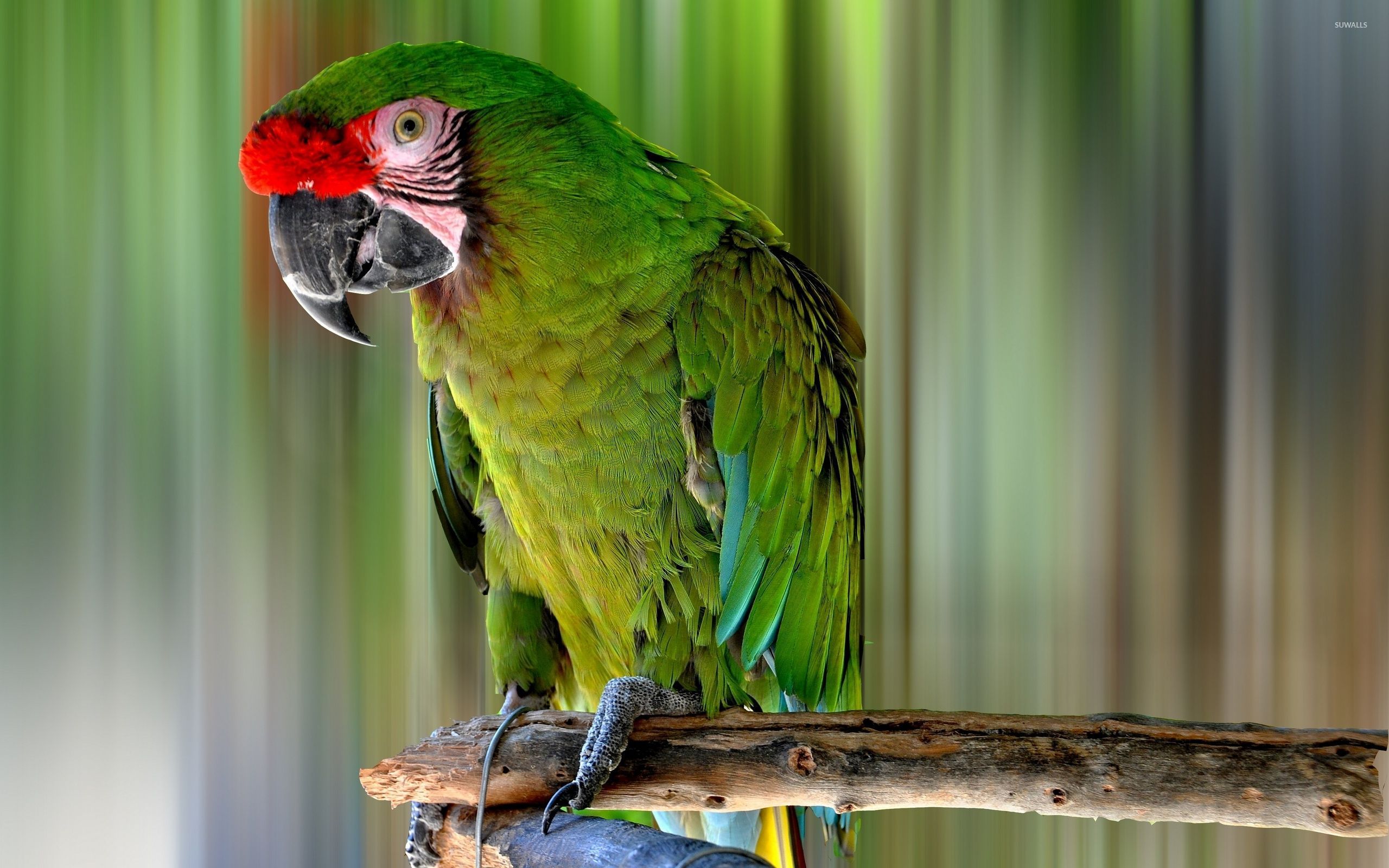Green macaw on a tree branch wallpaper