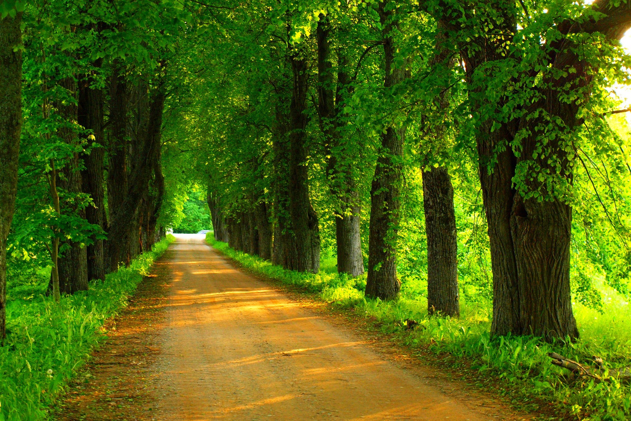Wallpaper road, forest, trees, nature, Park, spring, forest, road for mobile and desktop, section природа, resolution 2048x1365