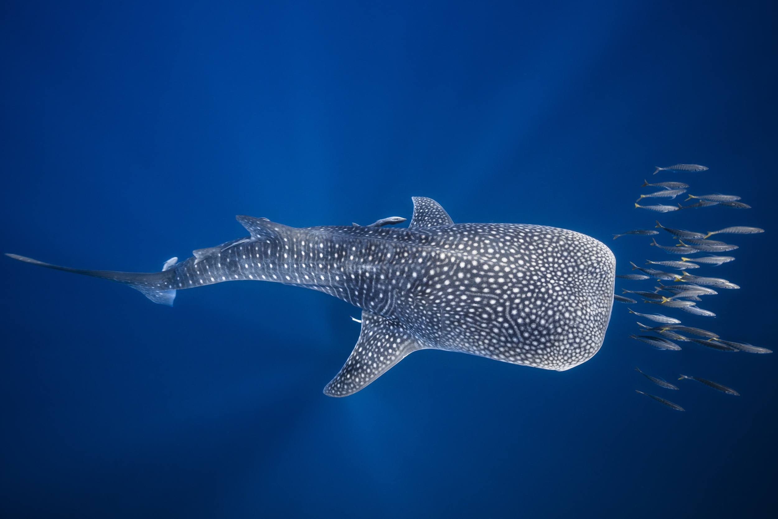 Whale Shark wallpaper for desktop