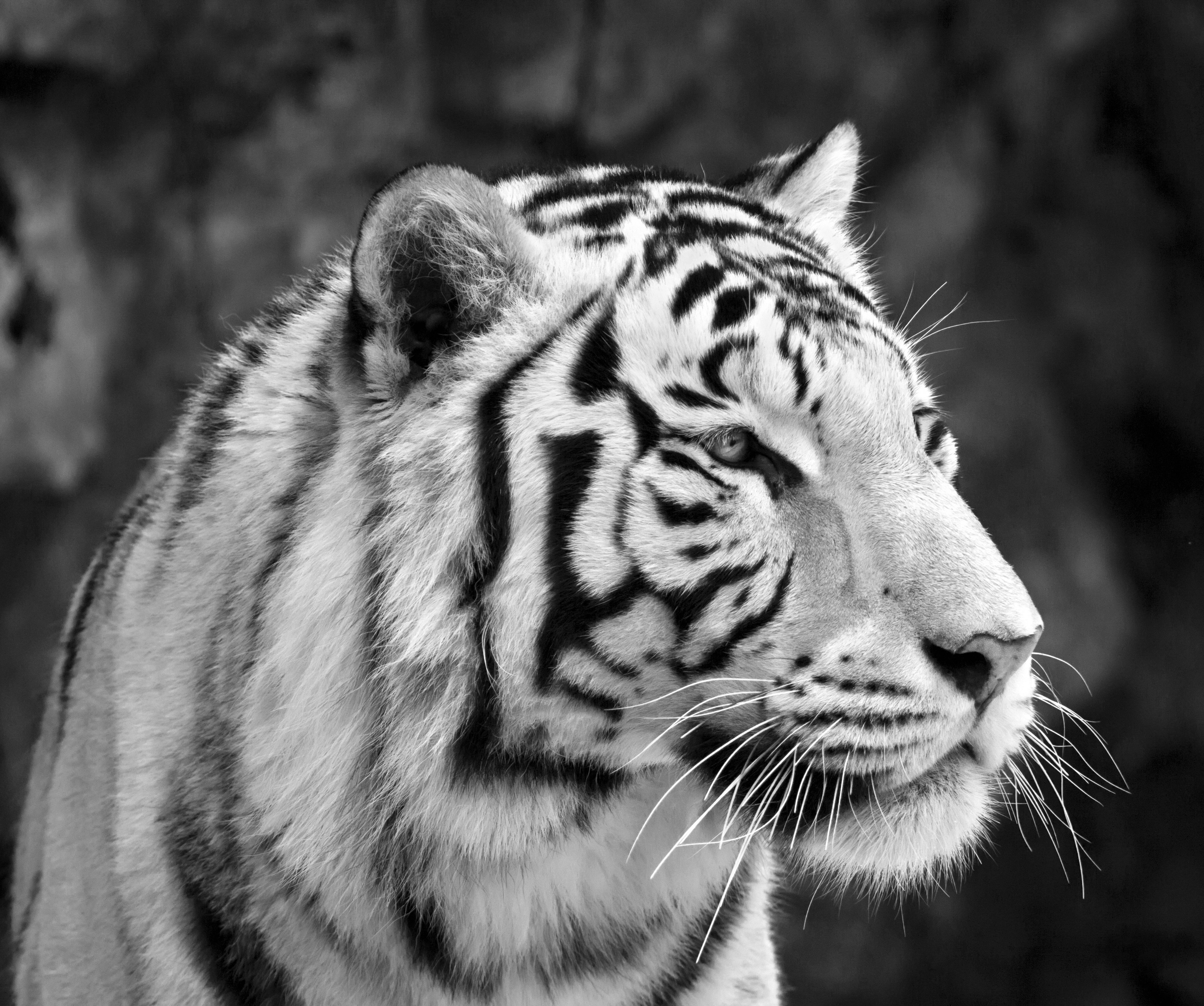 White 8K Tiger UHD Wallpaper