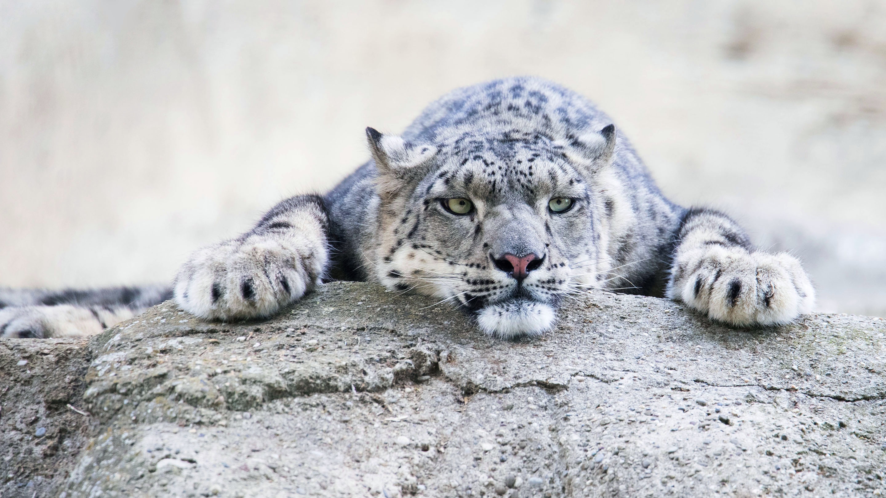 Wallpaper Snow leopards Paws Glance