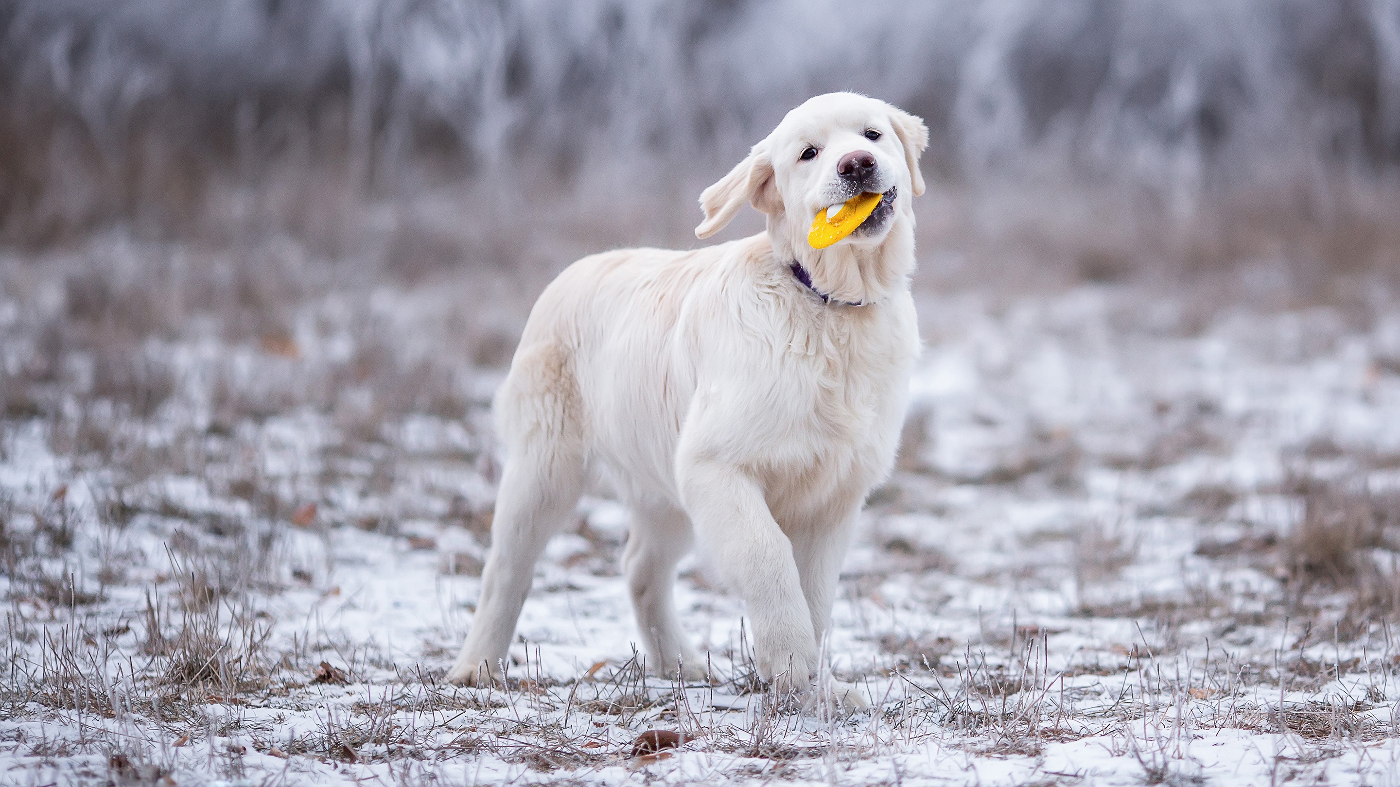 Desktop Wallpaper Golden Retriever dog