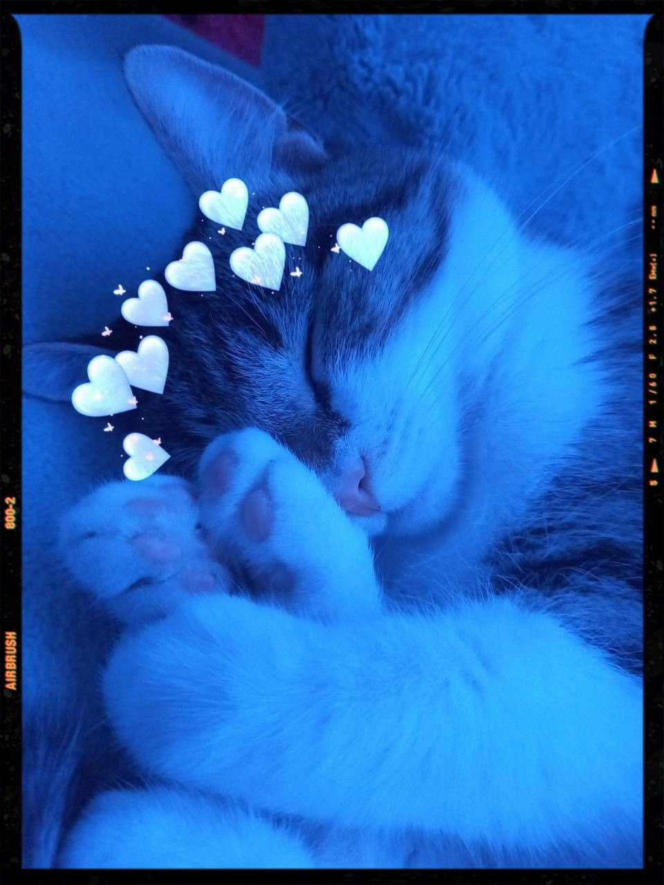 Cute cat wallpaper, Blue cats