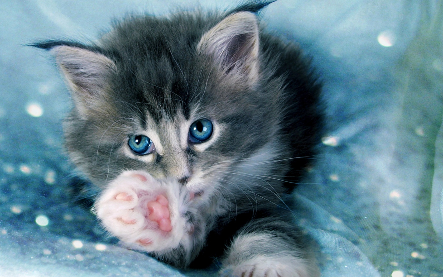 Blue Eyes Kitten Animal Cat Wallpaper