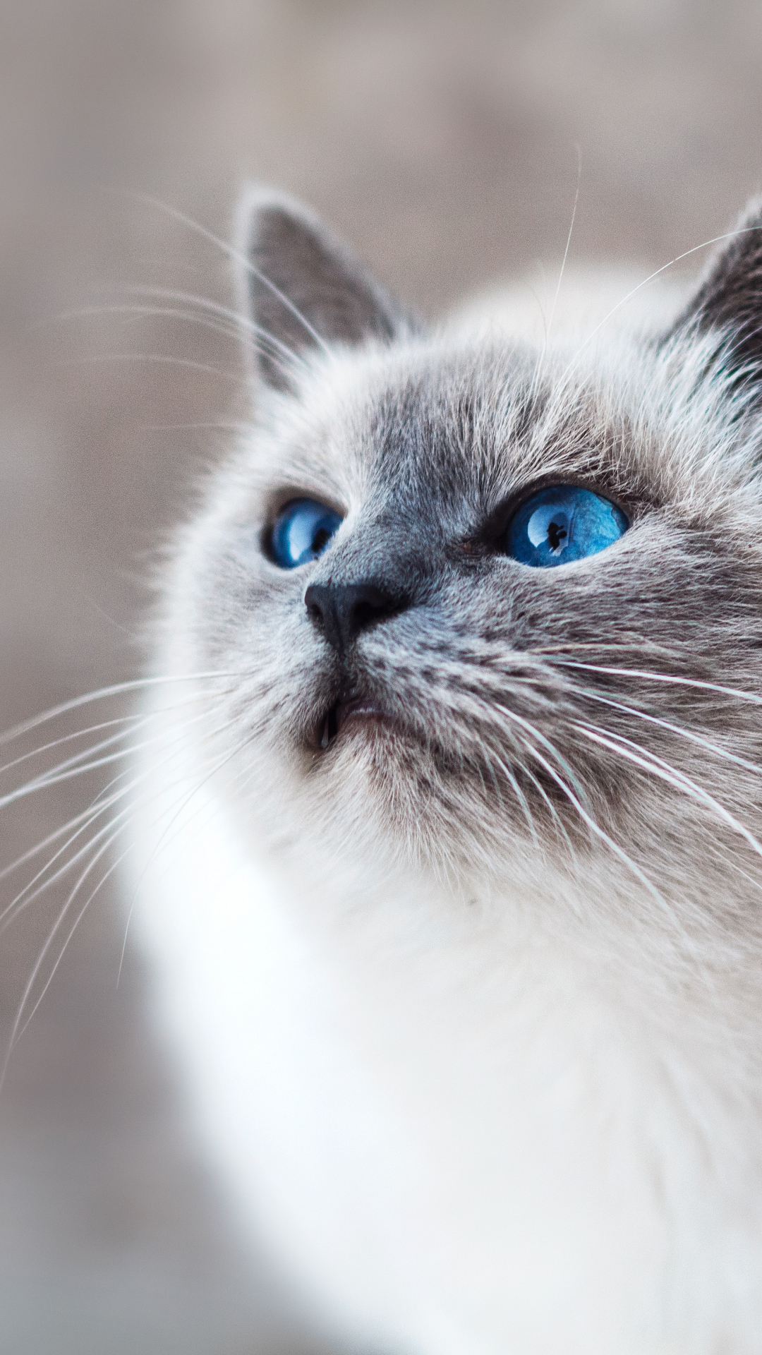 Startled Blue Eyed Cat IPhone Wallpaper