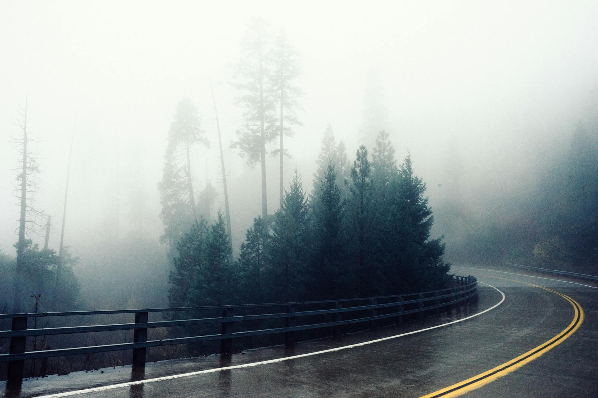 Fog Covering Trees · Free