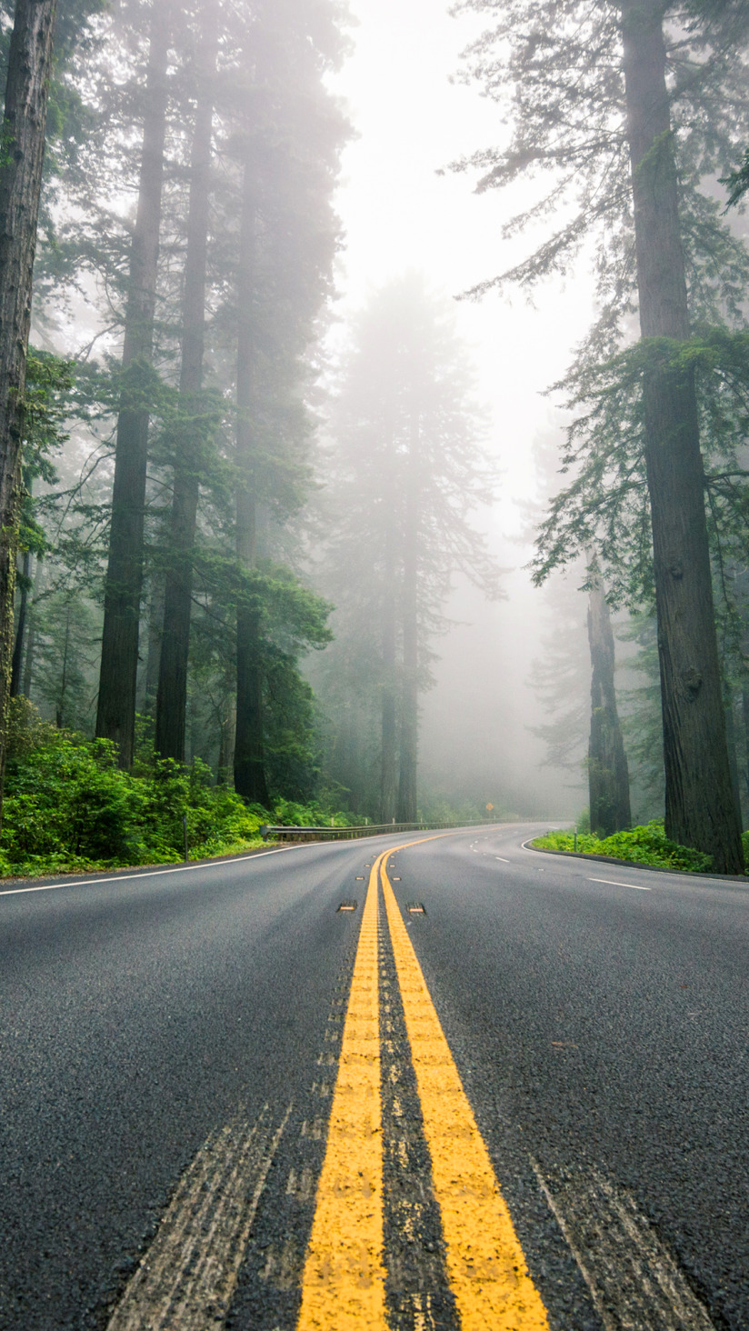 Download wallpaper road, forest, trees
