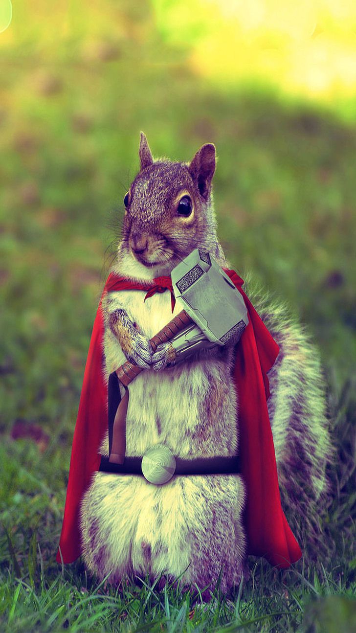 Mobile wallpaper Dump. Squirrel