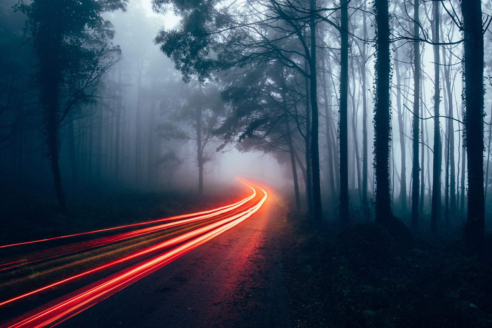 Wallpaper road, forest, light, lights