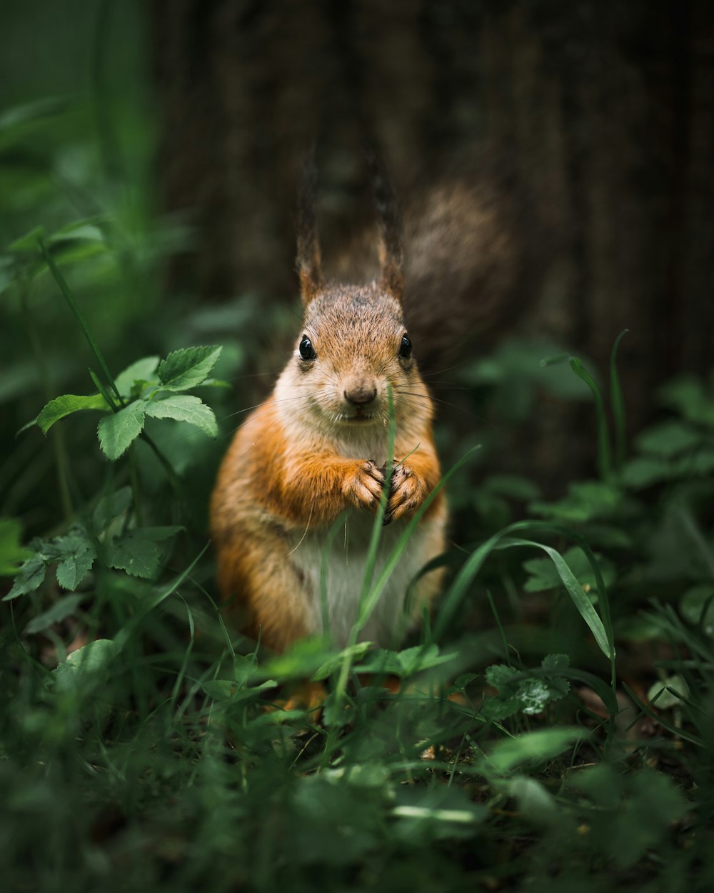 Squirrel Picture. Download Free