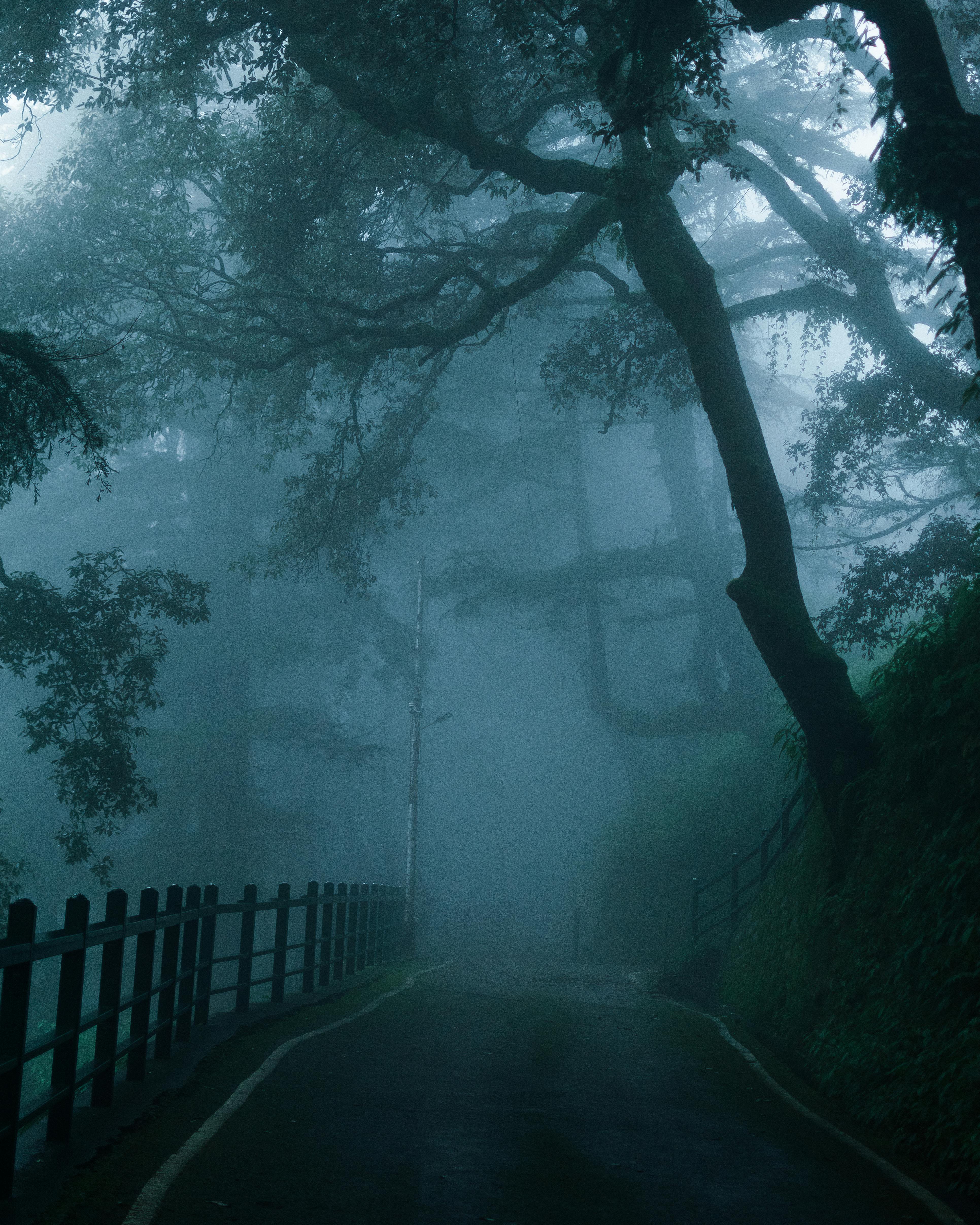 Fog over Road and Forest · Free