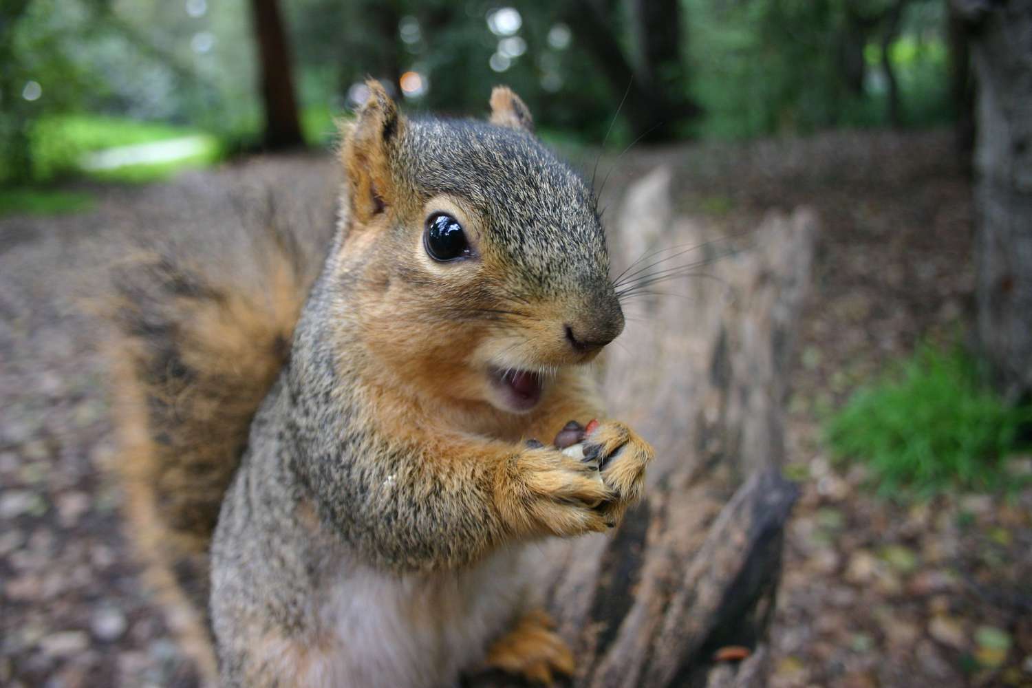 Things You May Not Know About Squirrels