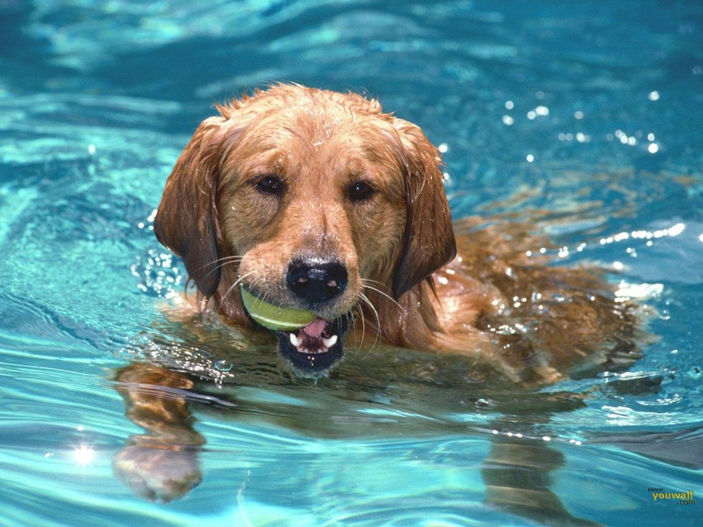 Got Poo dog swimming. Got Poo? Pet