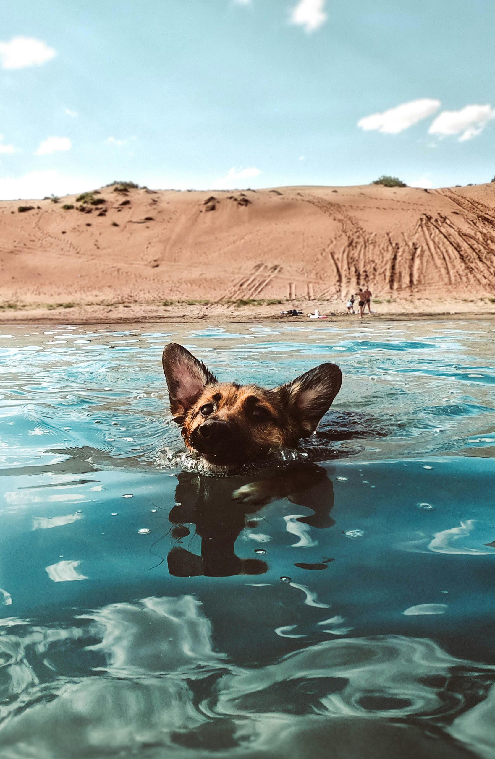 Dog Beach Photo, Download The BEST