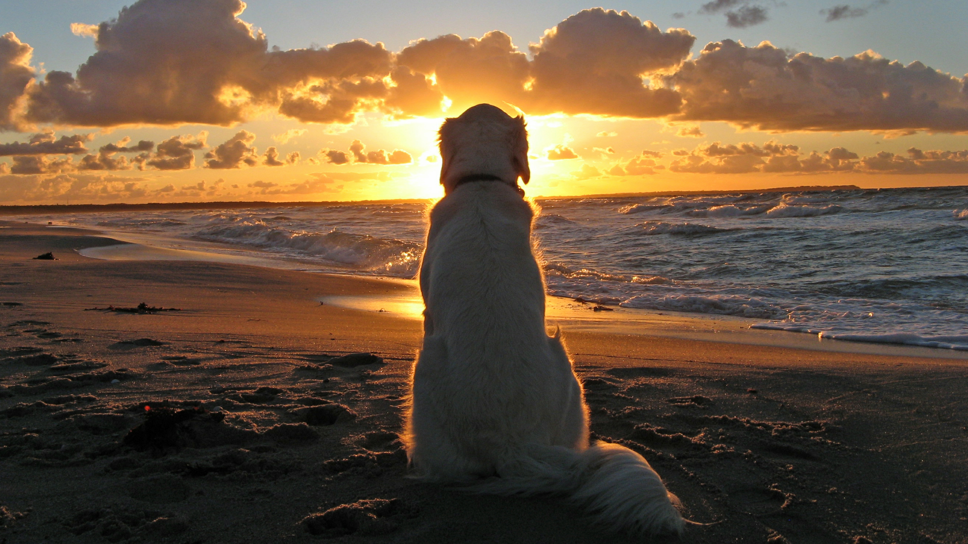 Golden Retriever at Sunset Beach