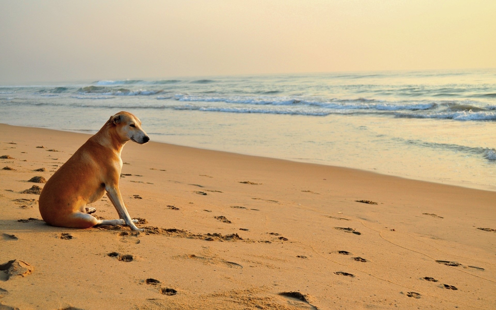 Ocean Beach Animal Dog HD Wallpaper