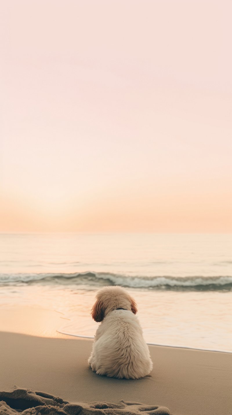 Dog Beach Image. Free Photo, PNG