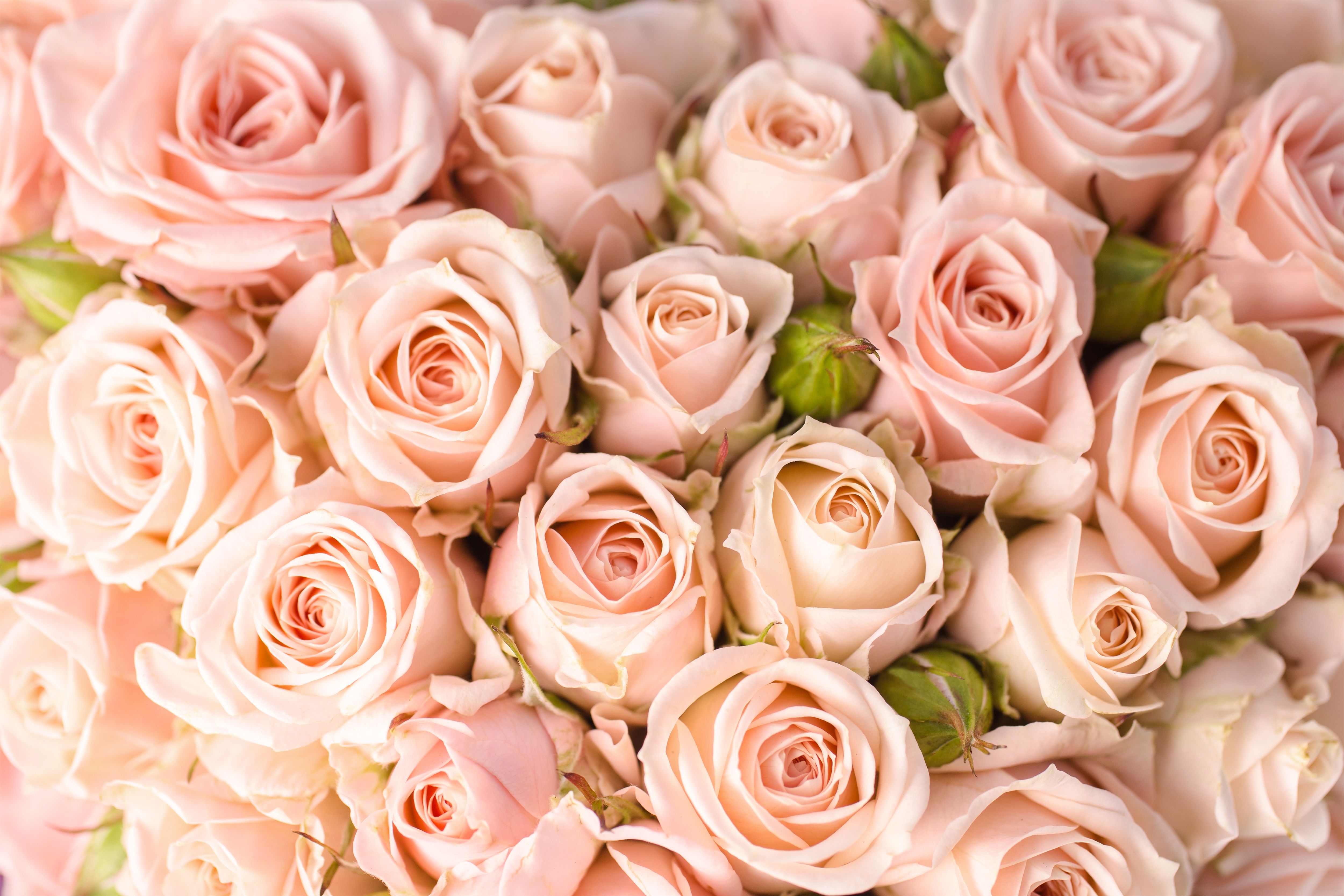 Peach Roses Wallpapers Wallpaper Cave