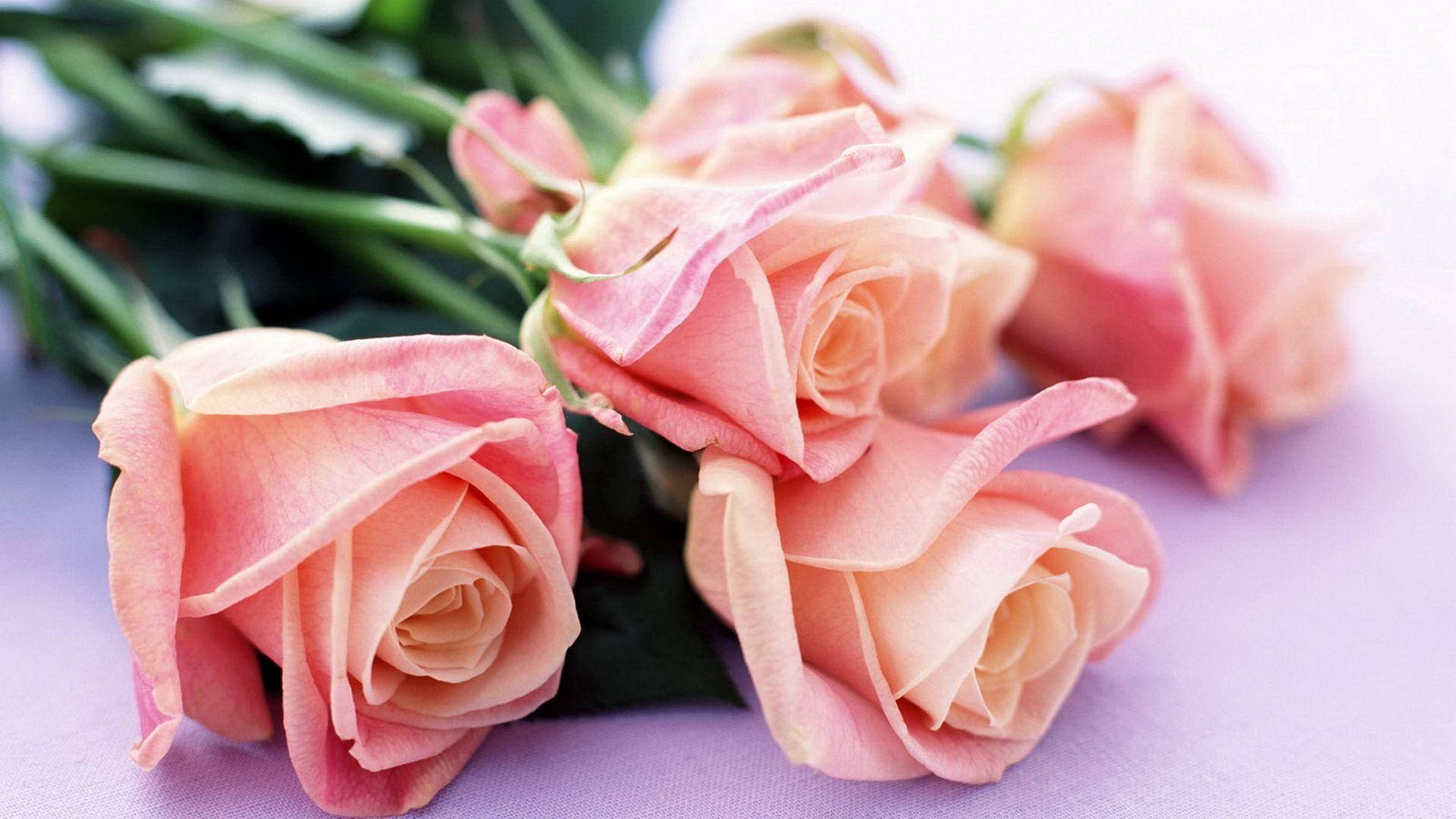 Flower HD Rare Peach Roses Wallpaper