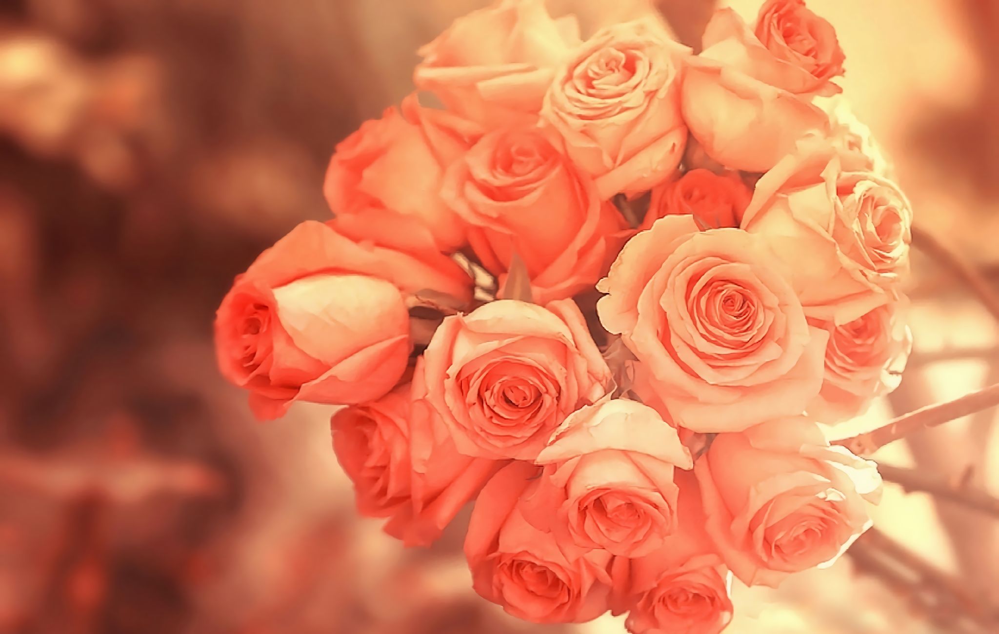 HD desktop wallpaper: Flowers, Rose