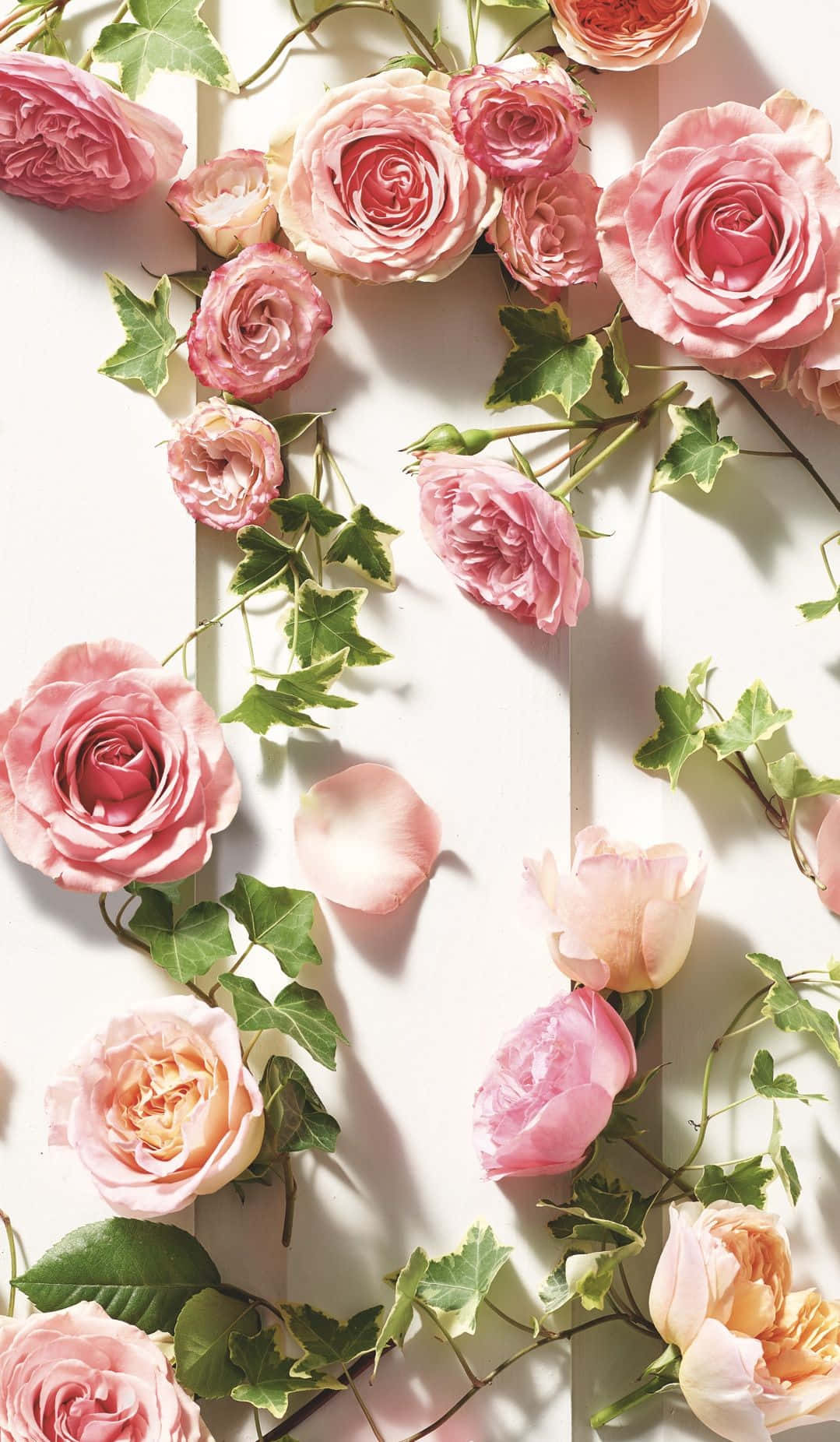 Peach And Pink Roses Background