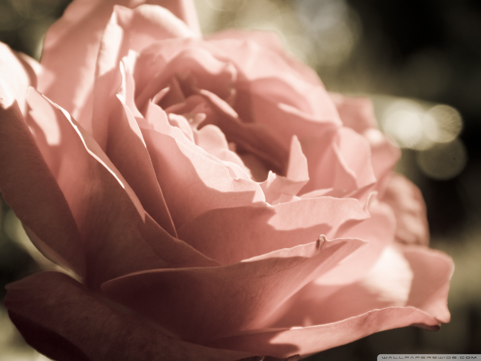 Peach Rose Ultra HD Desktop Background
