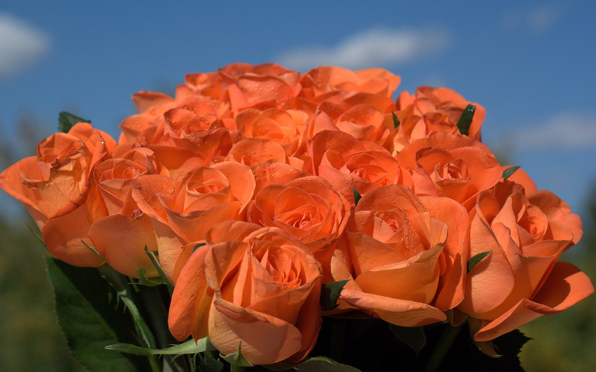 Orange roses bouquet
