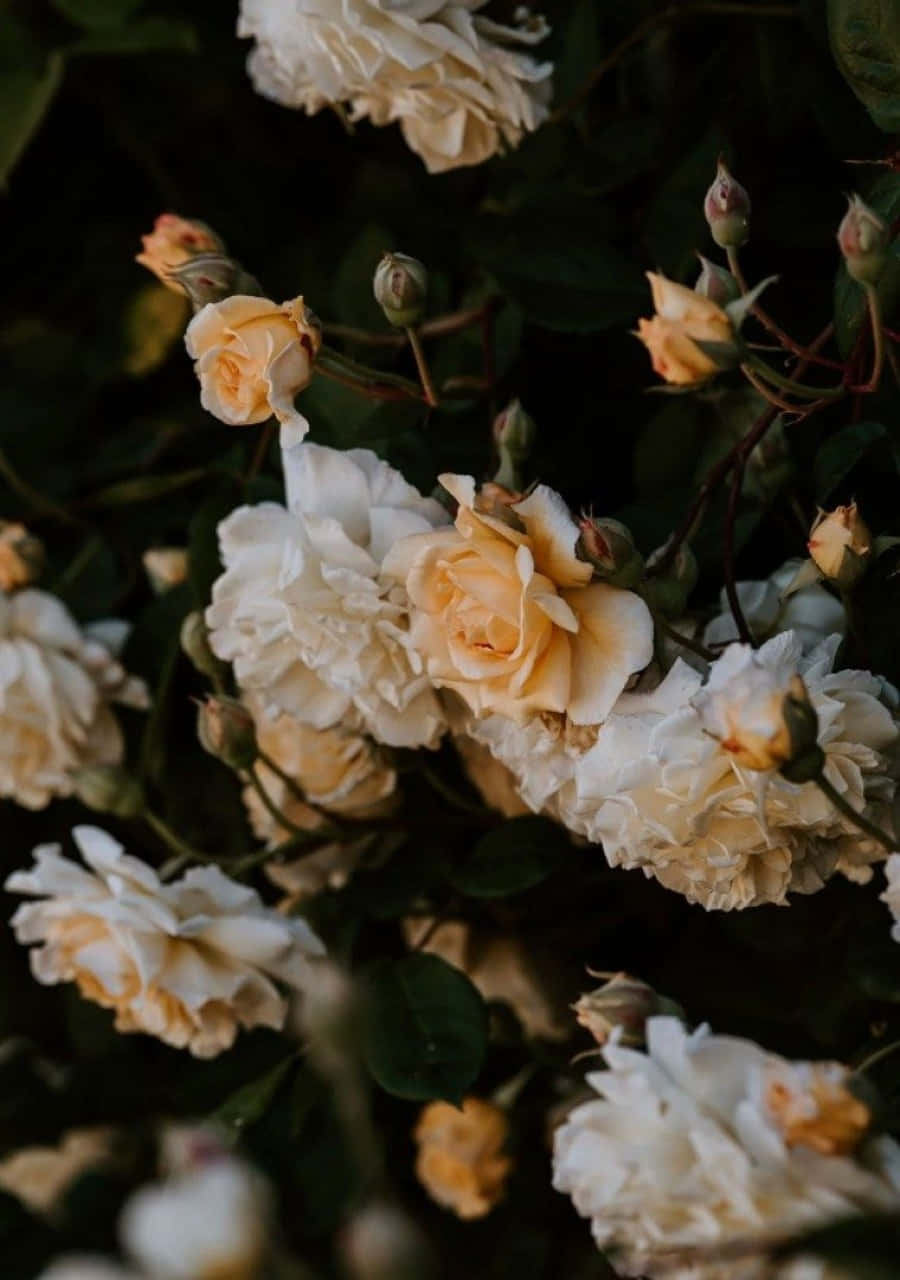 Peach Roses Wallpaper