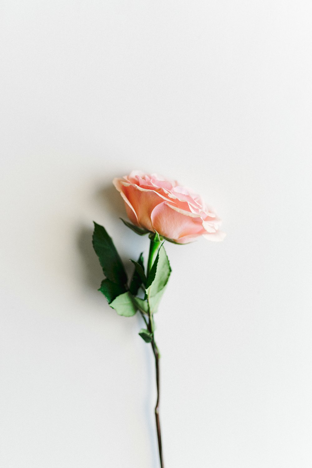 Peach Rose Picture. Download Free