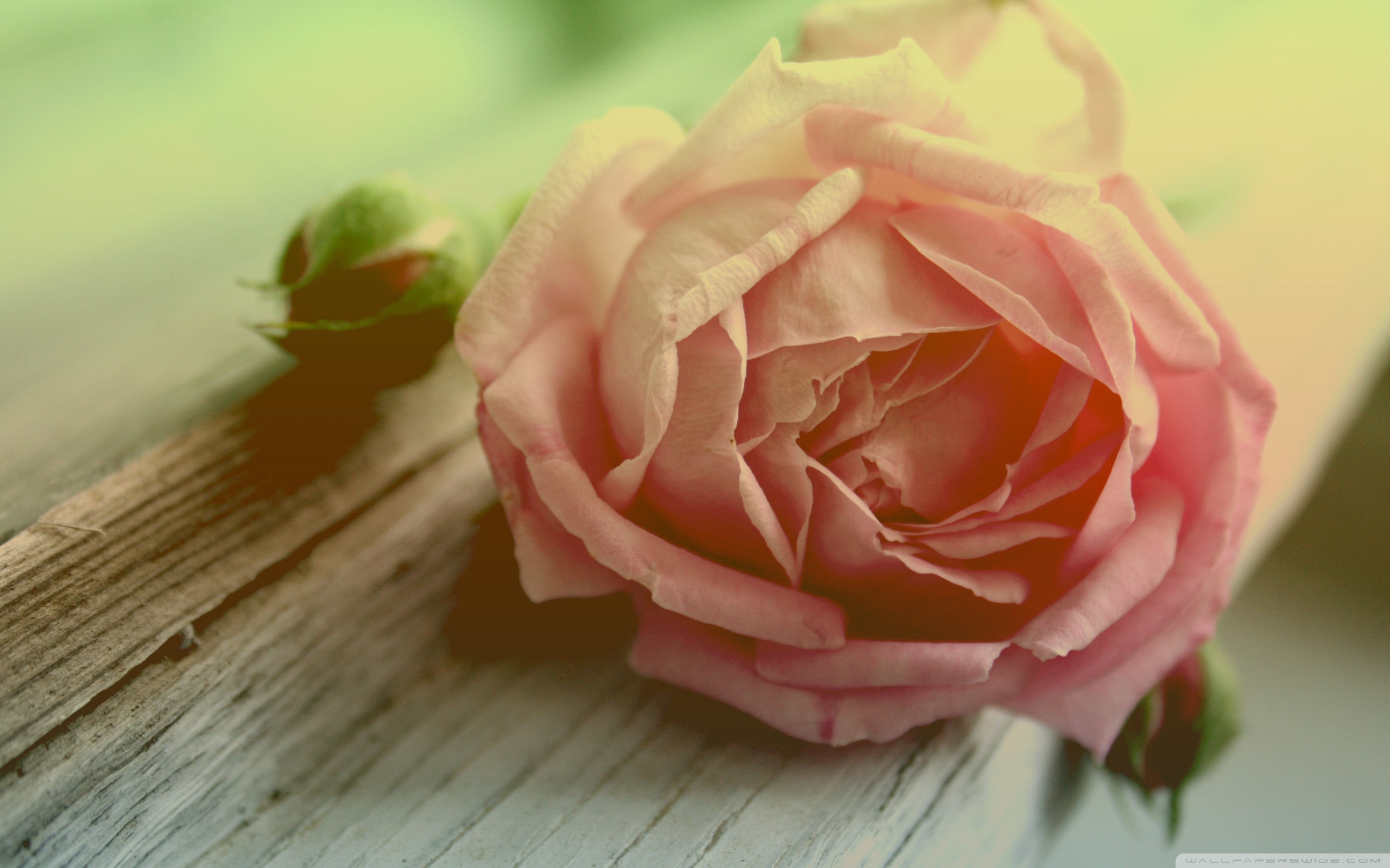 Withered Peach Rose Ultra HD Desktop