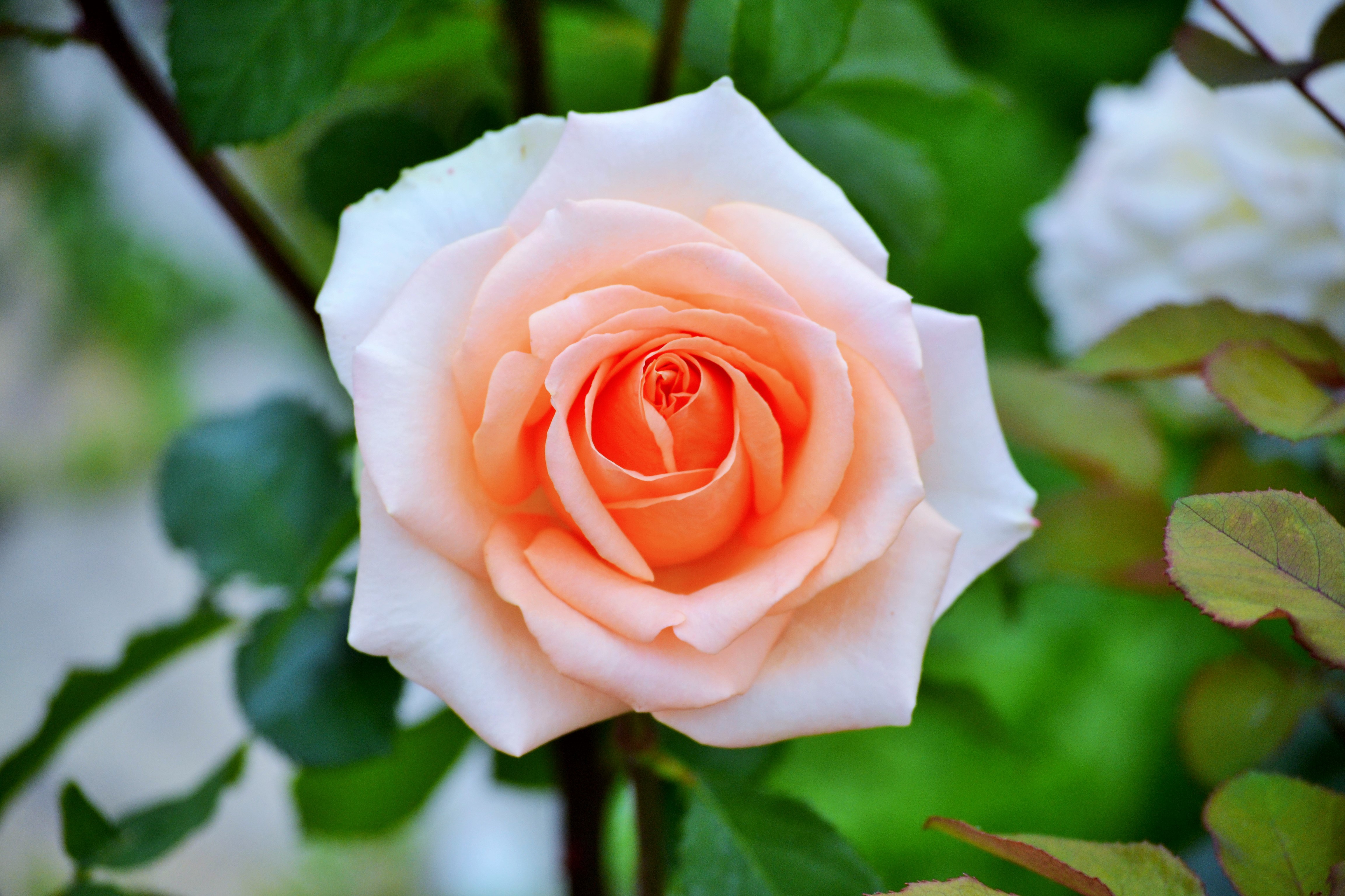 Peach Flower Flower Nature Rose 4k