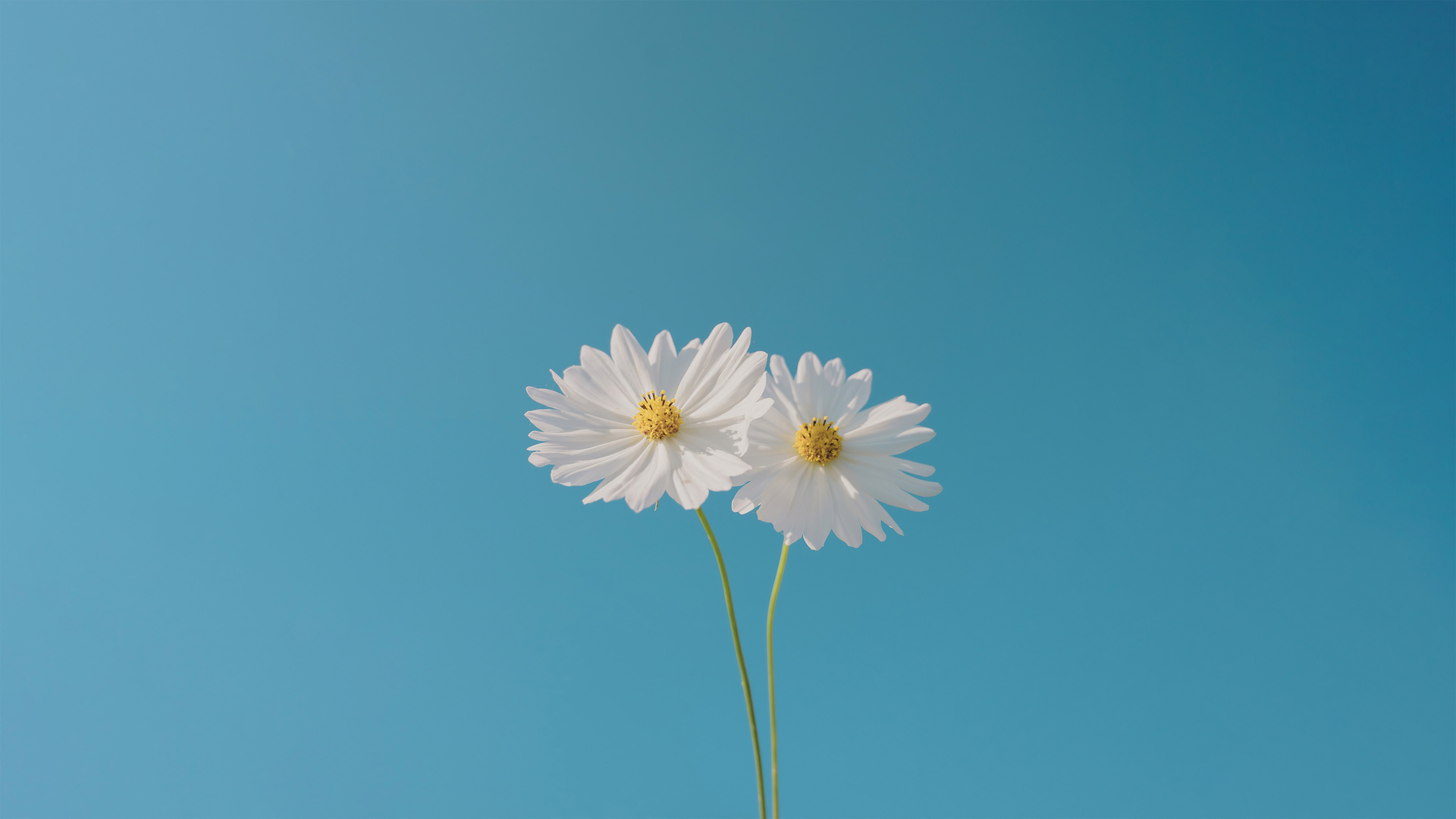 Blue Sky And Flower Laptop