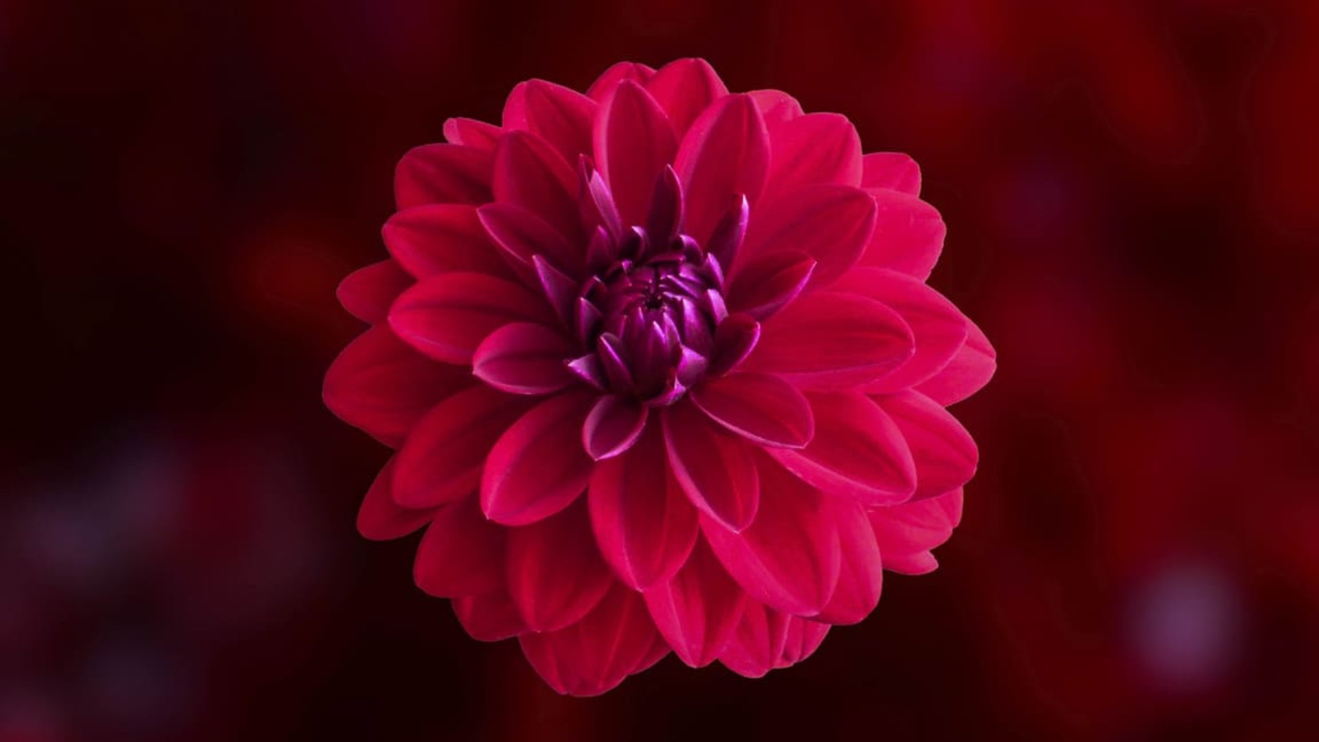 Best Beautiful Flower Wallpaper