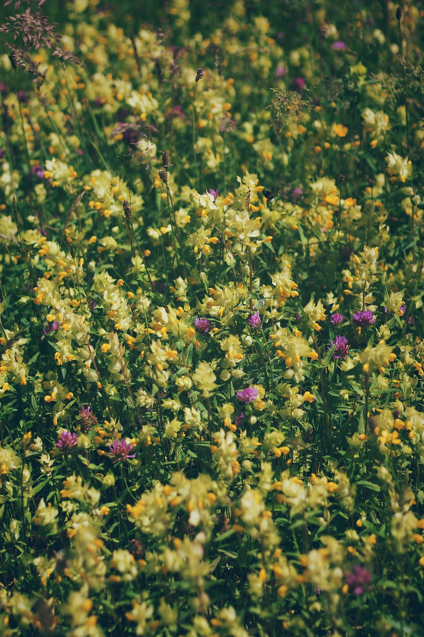Flower Meadow Spring