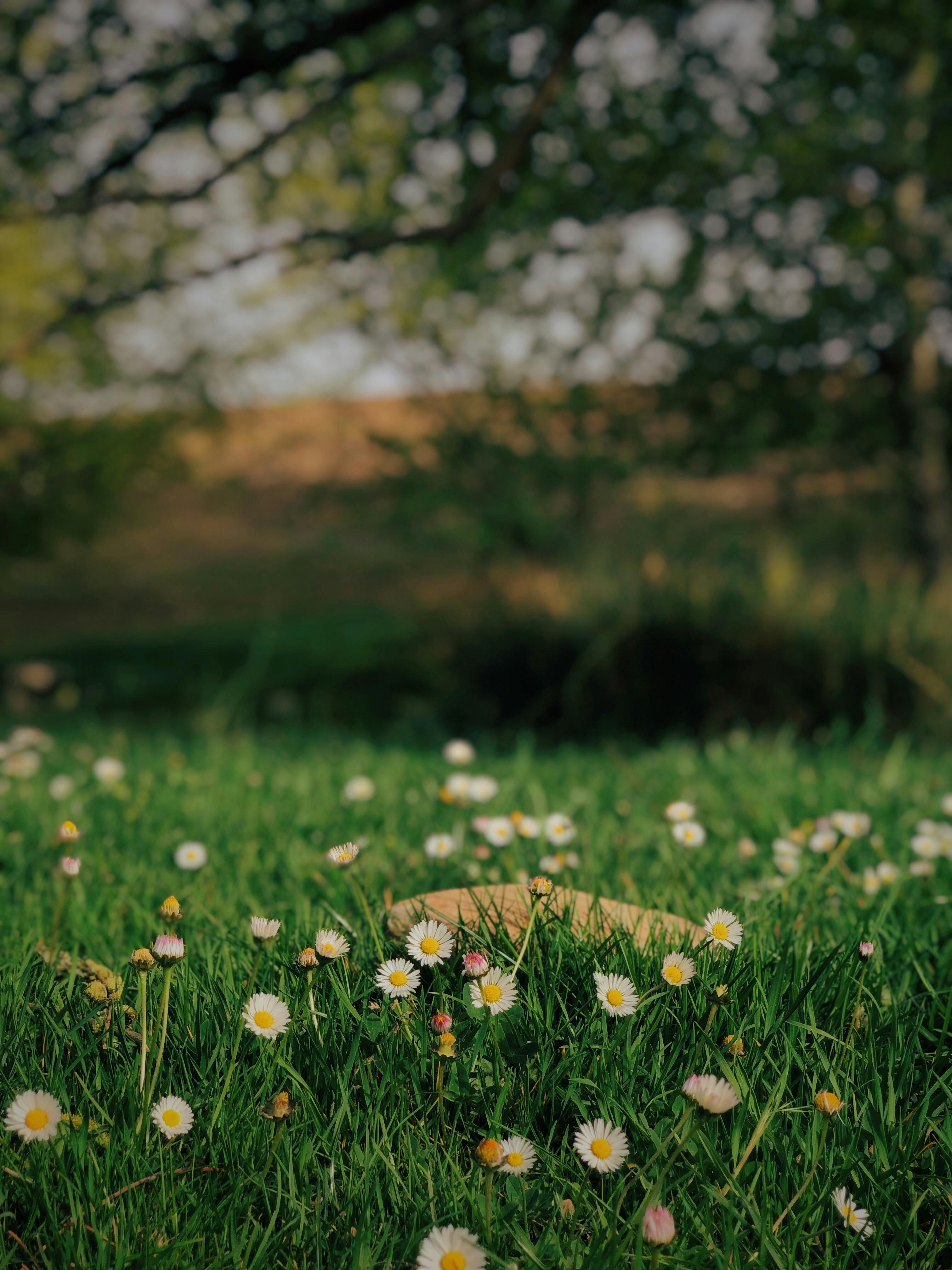 Daisies on Meadow · Free