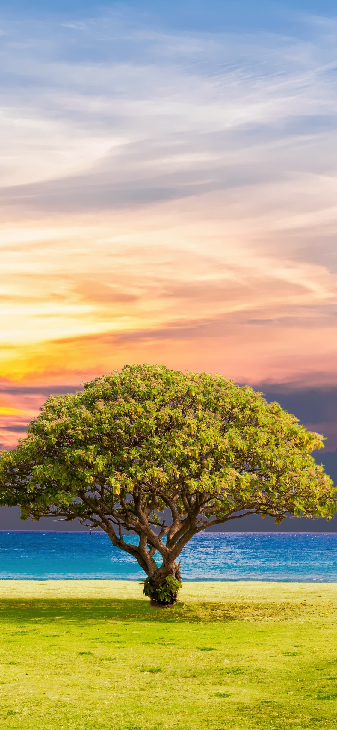 Ocean Summer Tree Landscape