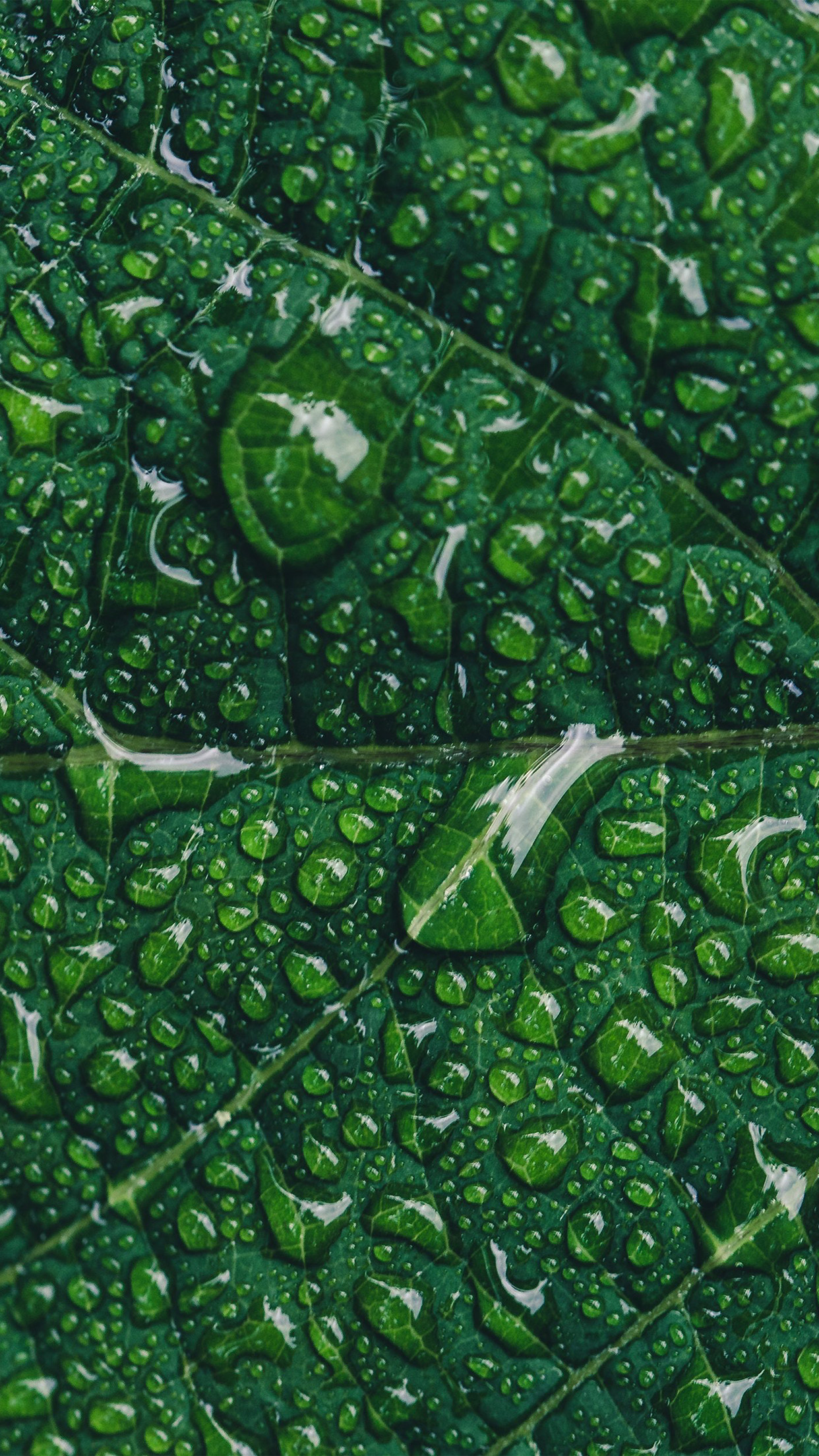 Green Leaf Rain Nature Tree Wallpaper
