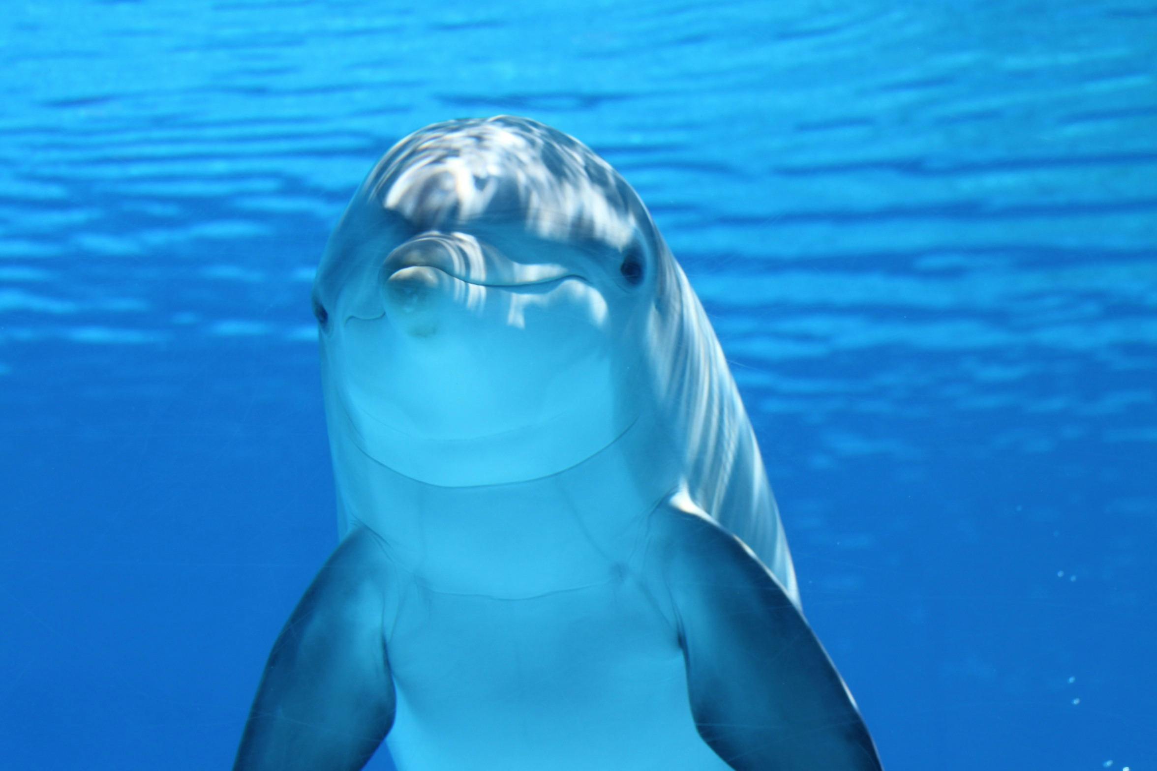 Sea Animal Photo, Download The BEST Free Sea Animal & HD Image