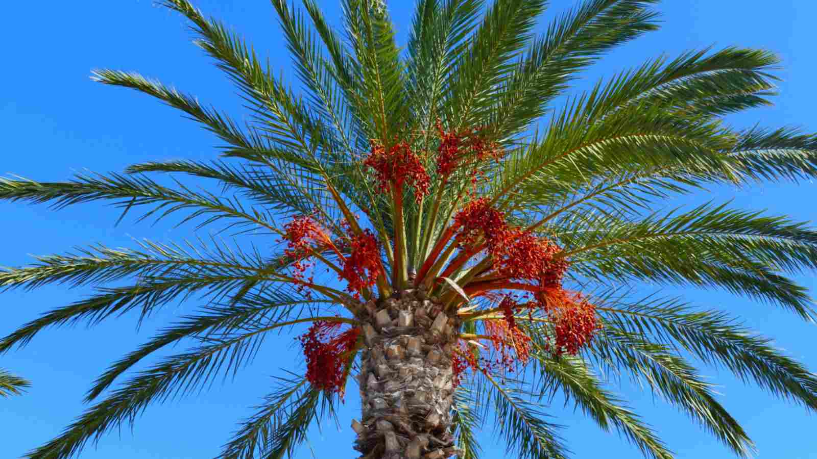 Date Palm Trees