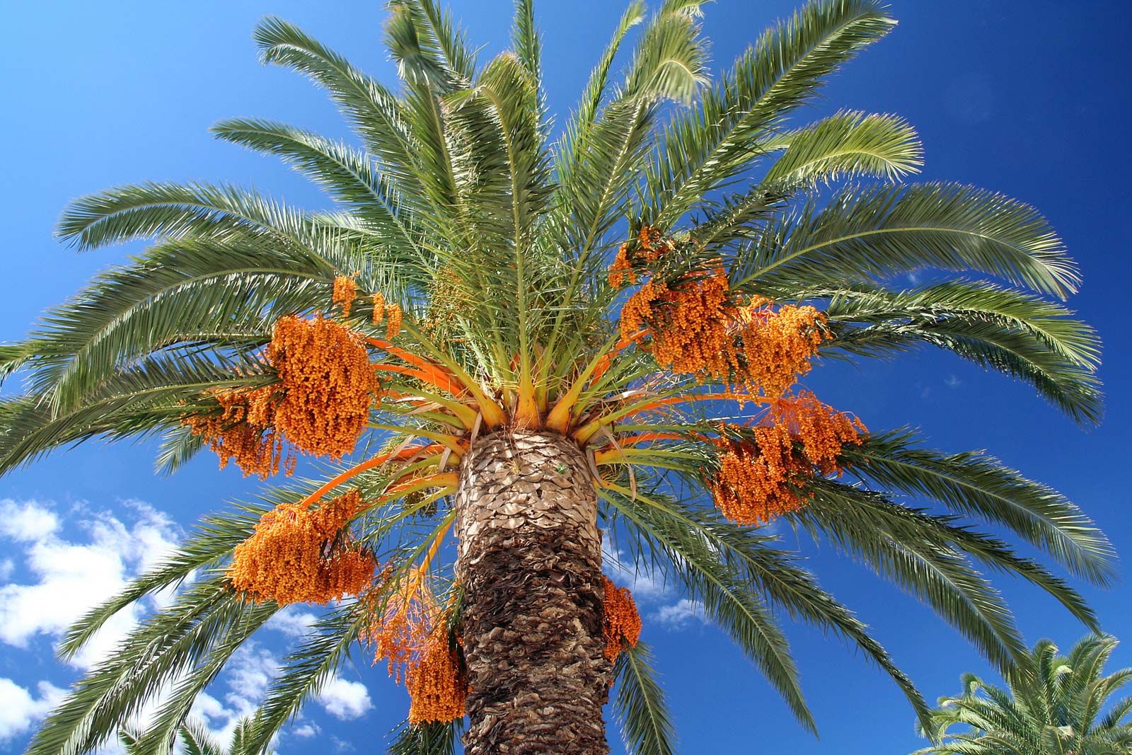Date palm. Description, Uses