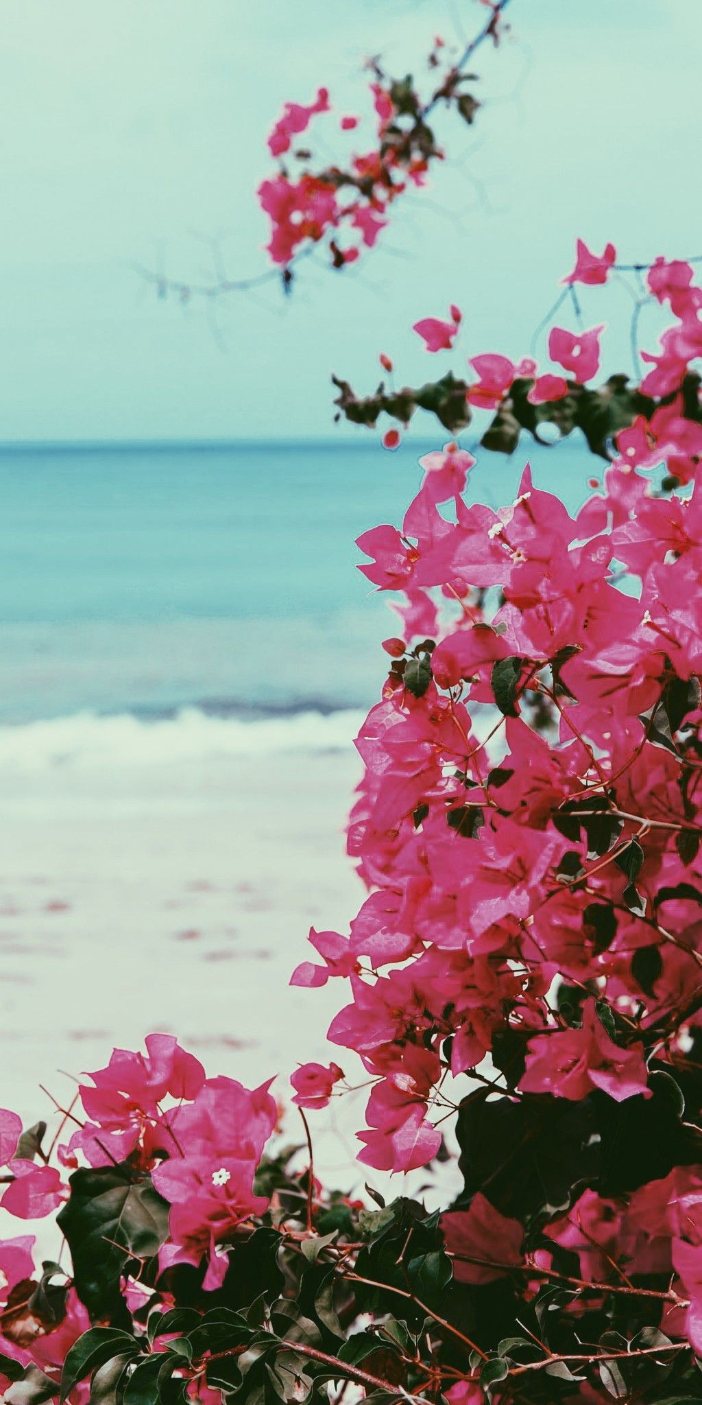 Pink Flowers Blooming on the Beach