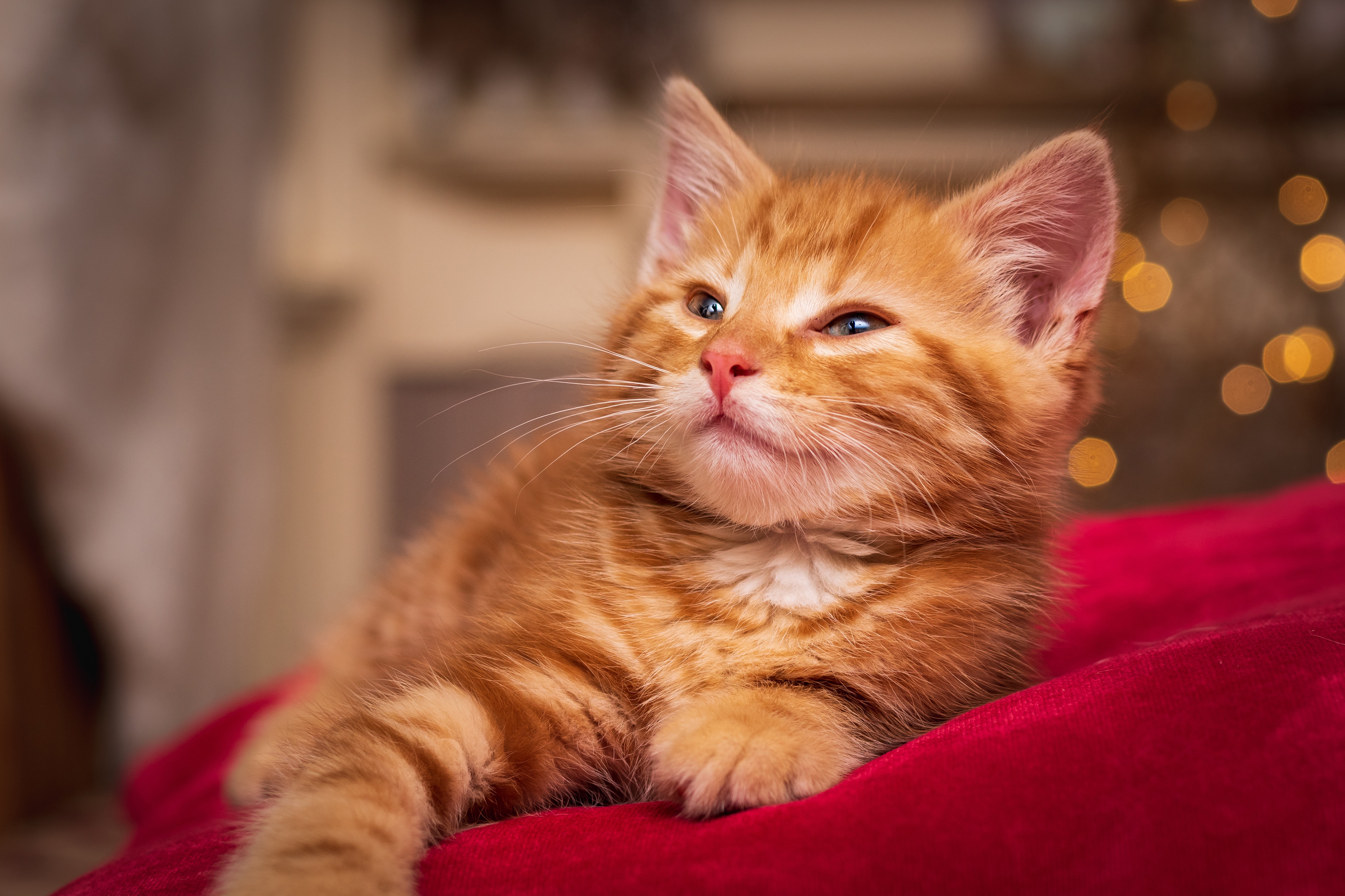 Baby Animal Kitten Animal Cat 4k Ultra