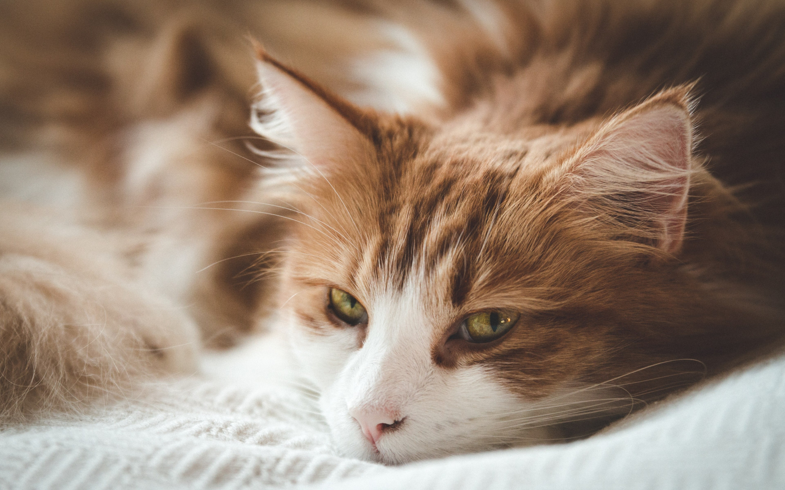 wallpaper: Sleepy orange cat 2560x1600
