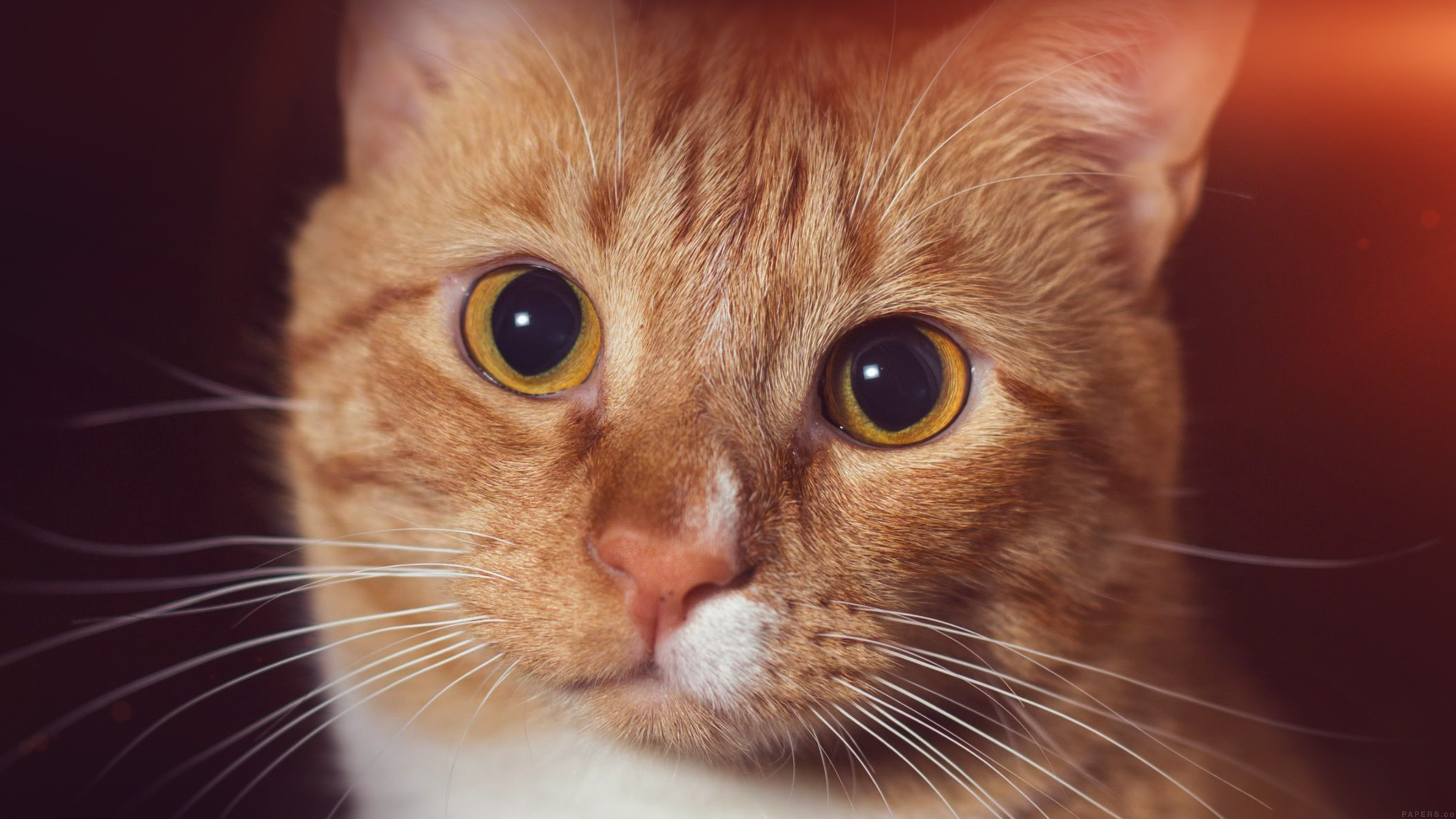 Cat Face Eye Animal Cute Nature