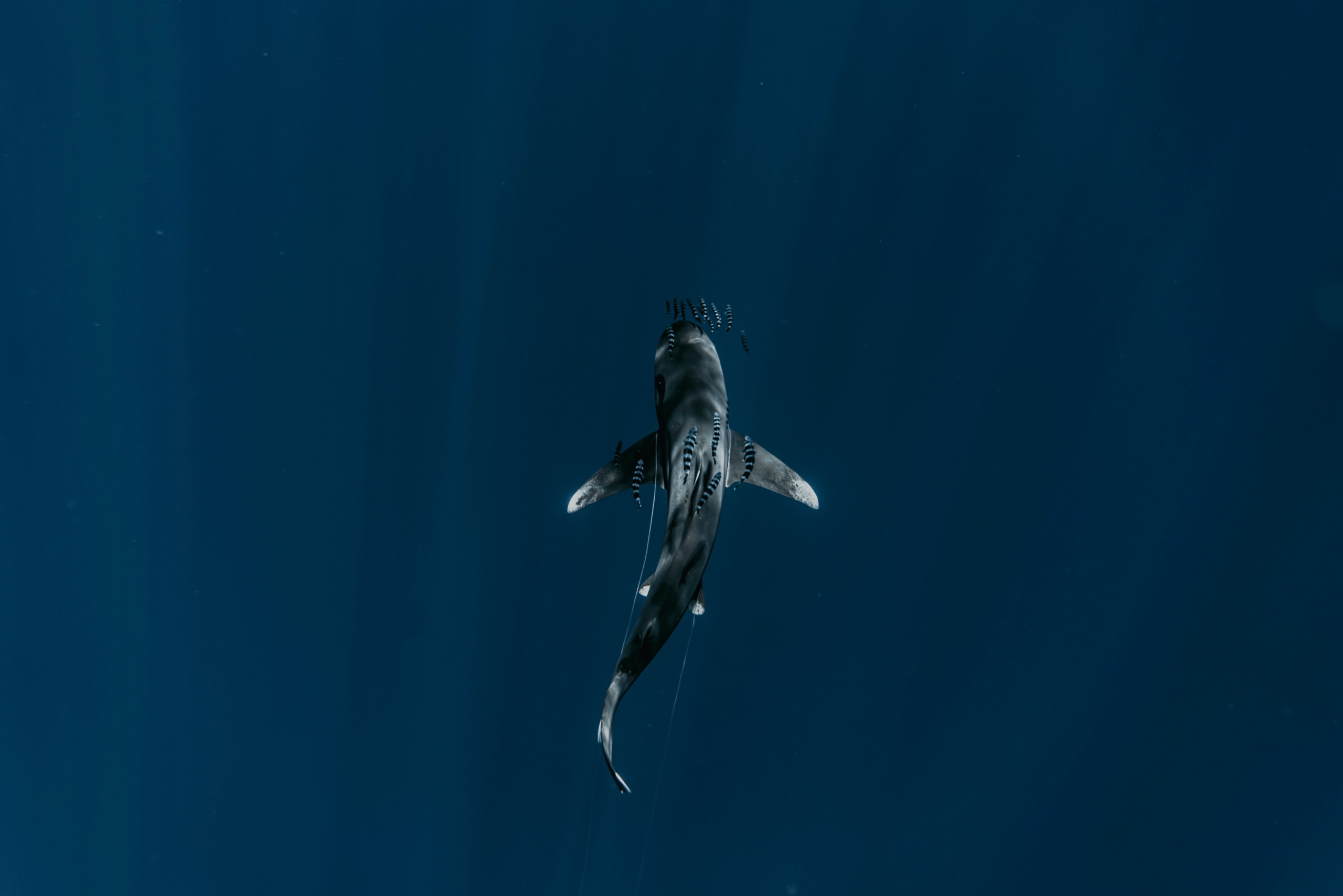 Jaws 4k Wallpapers - Wallpaper Cave