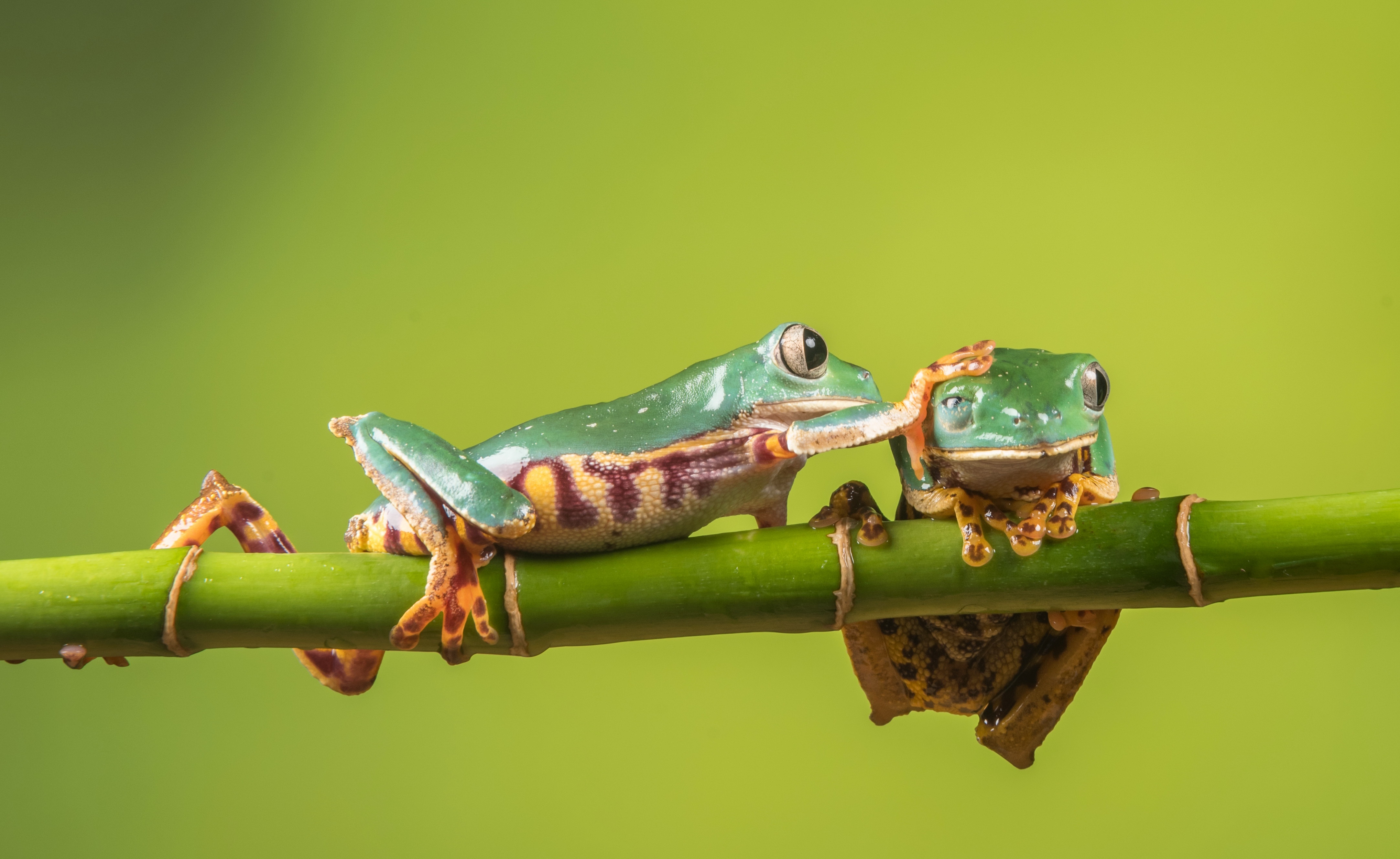 Download Amphibian Bamboo Green Frog