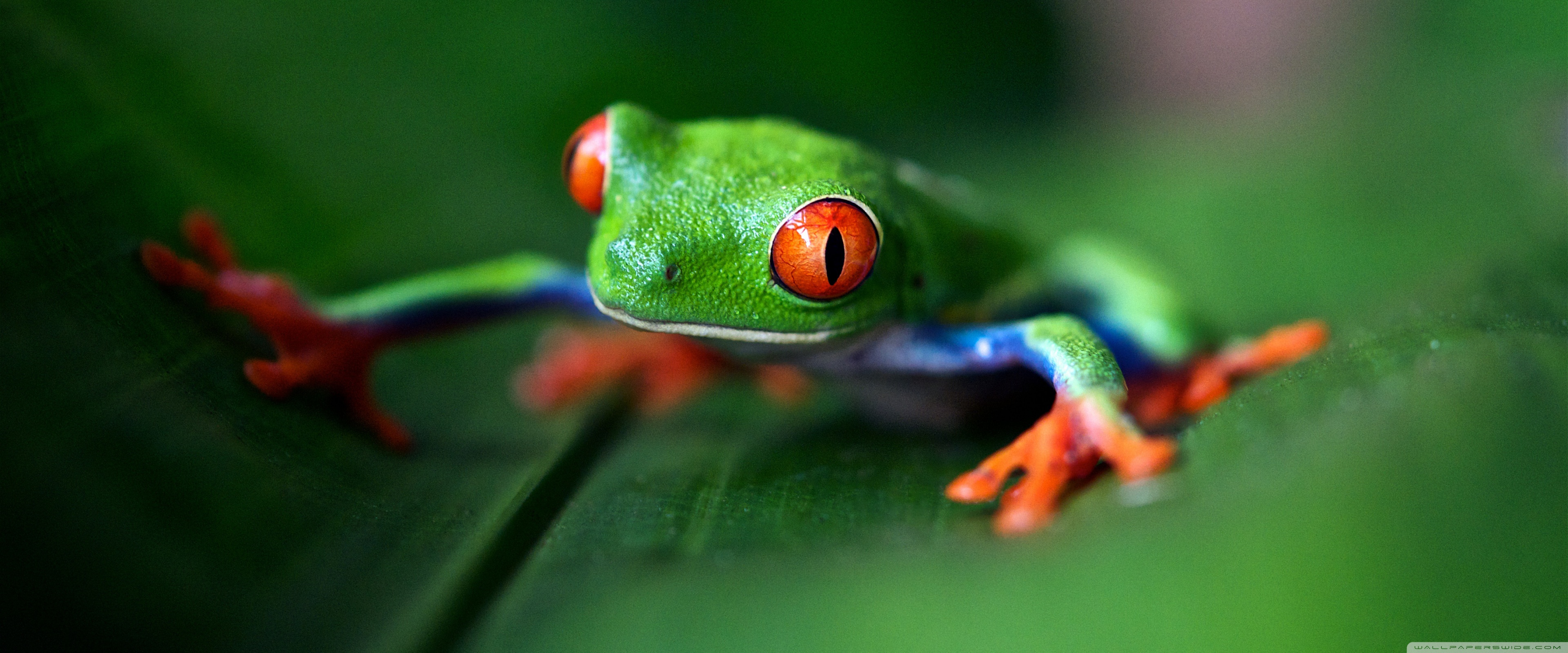 Red Eyed Tree Frog Macro Ultra HD